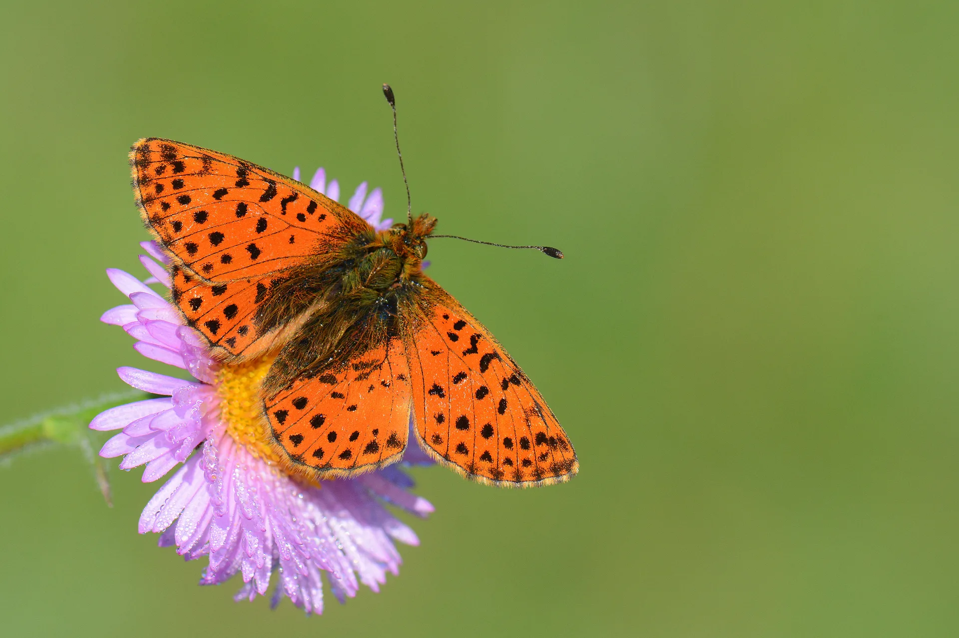 Boloria caucasica (Kafkas MenekÅŸekelebeÄŸi) butterfly photo