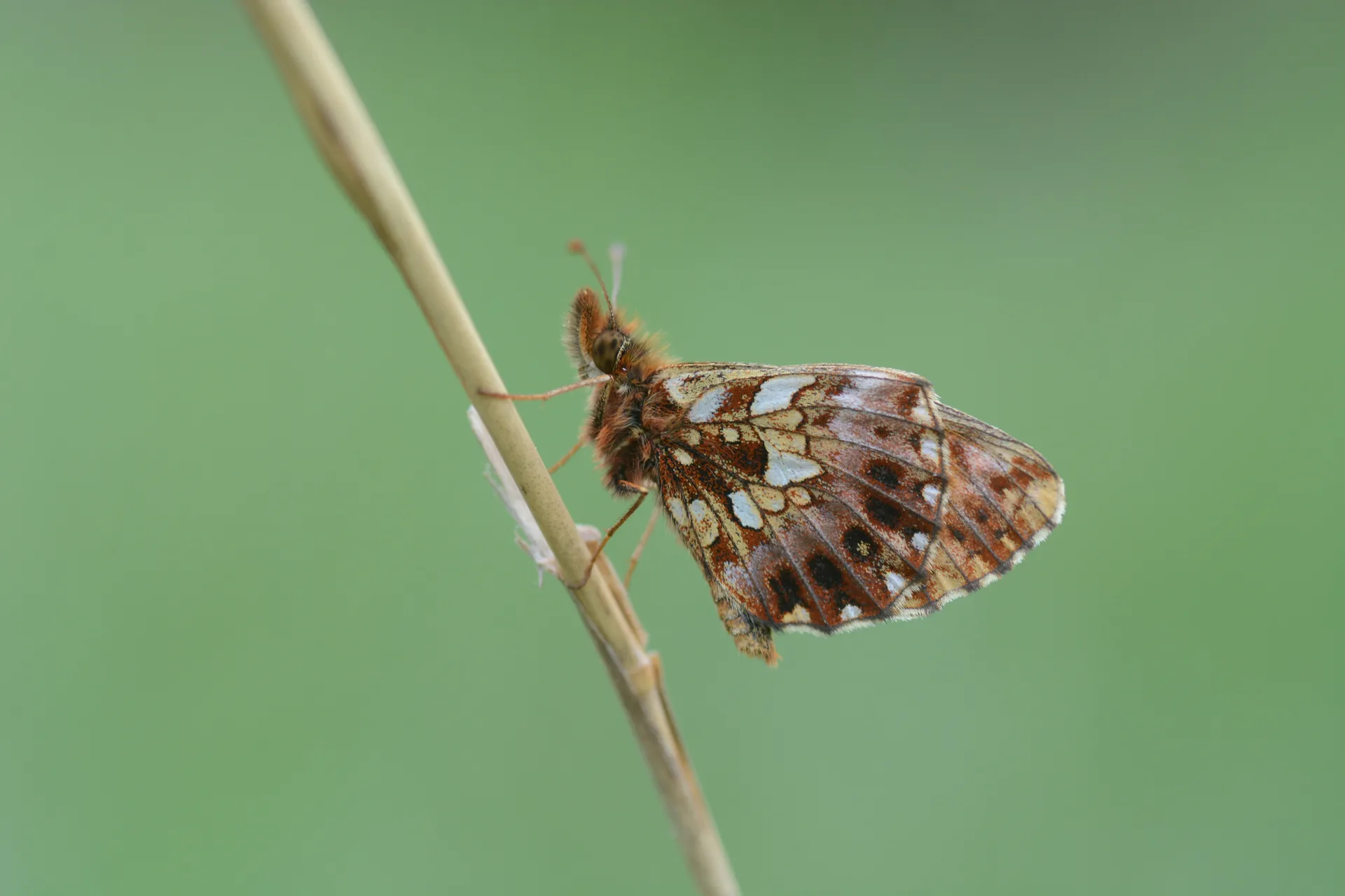 Boloria dia (Morinci) butterfly photo