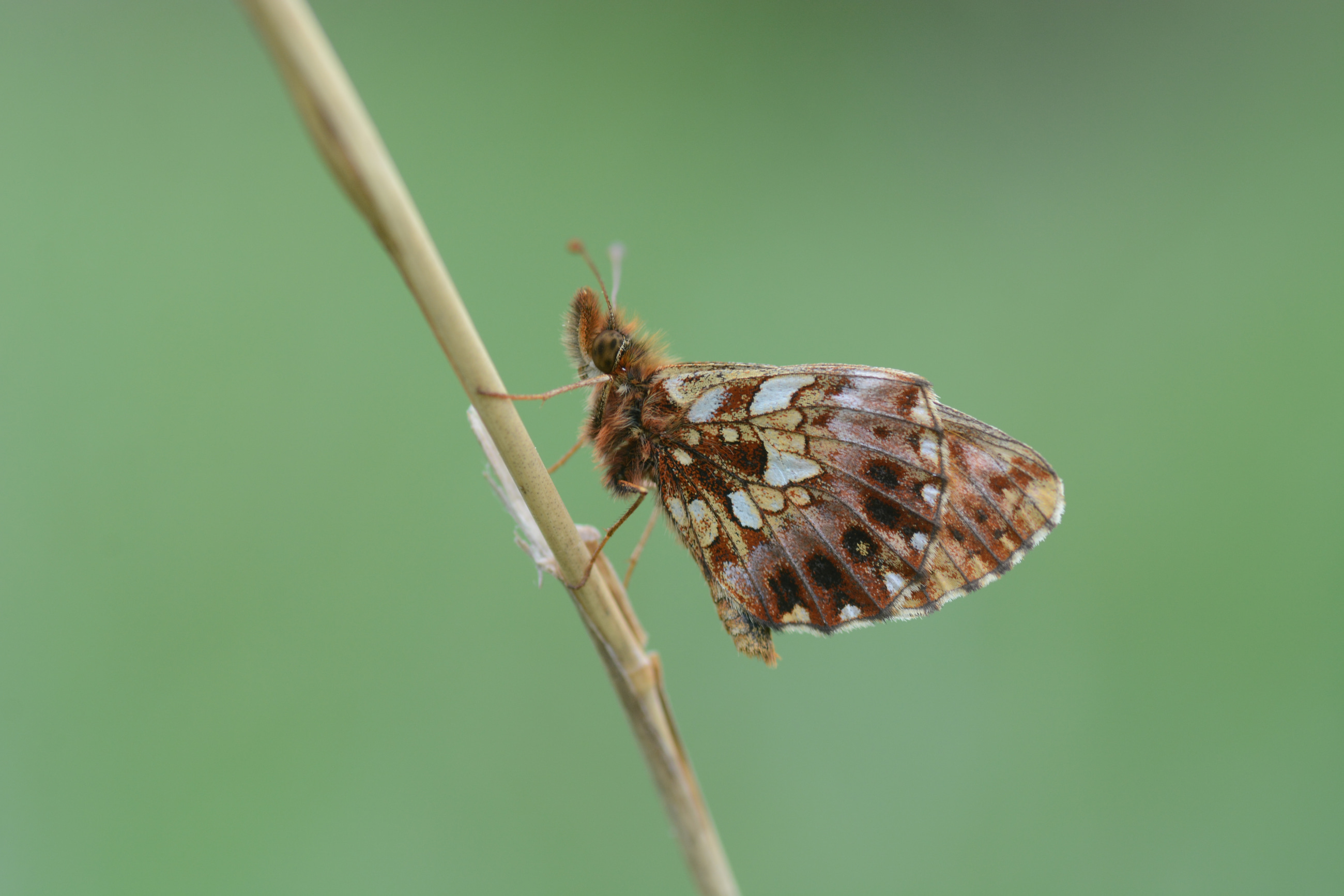 Boloria dia (Morinci) butterfly photo