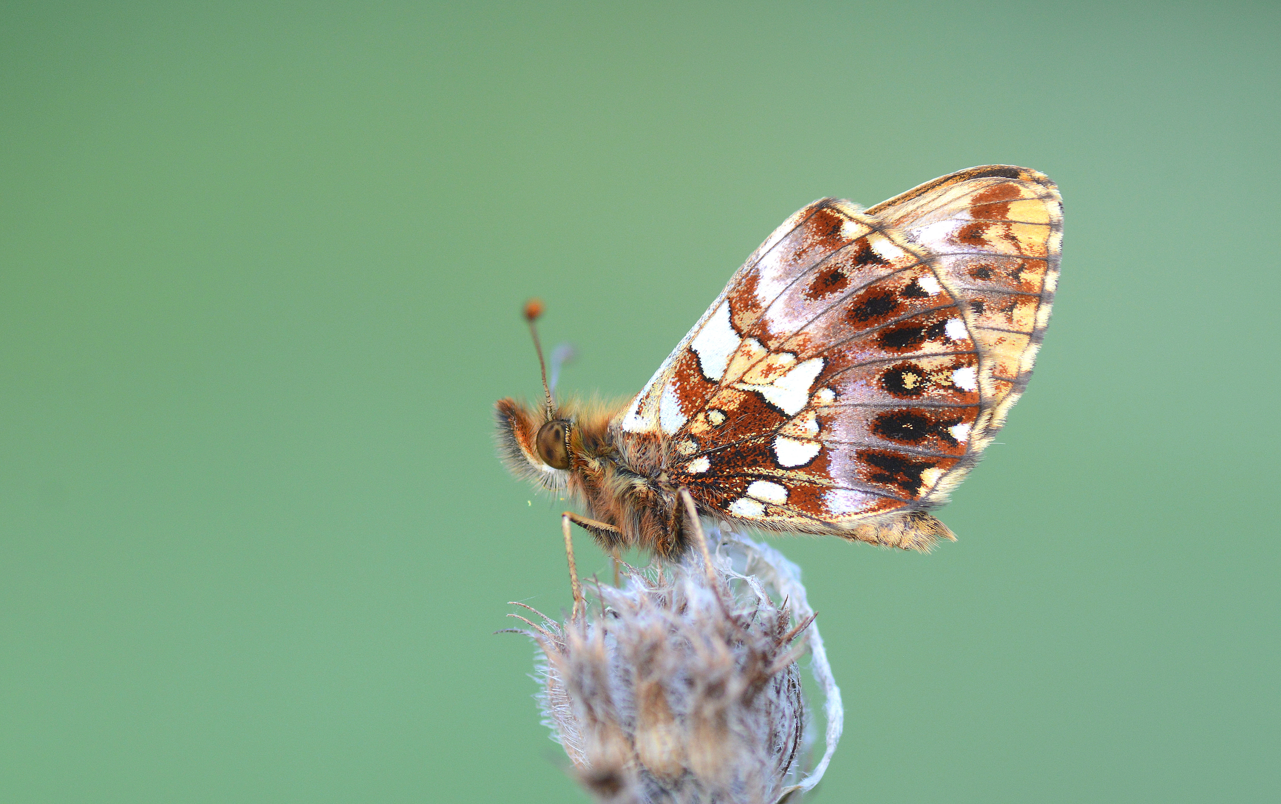 Boloria dia (Morinci) butterfly photo