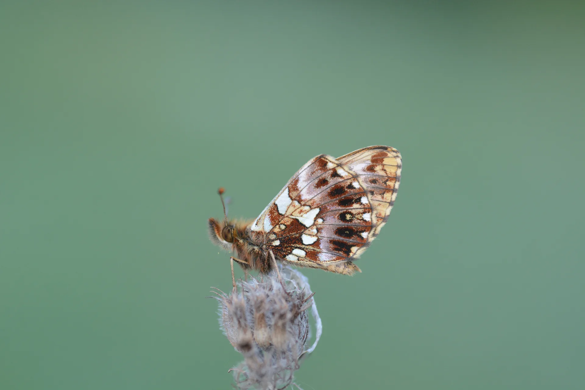 Boloria dia (Morinci) butterfly photo