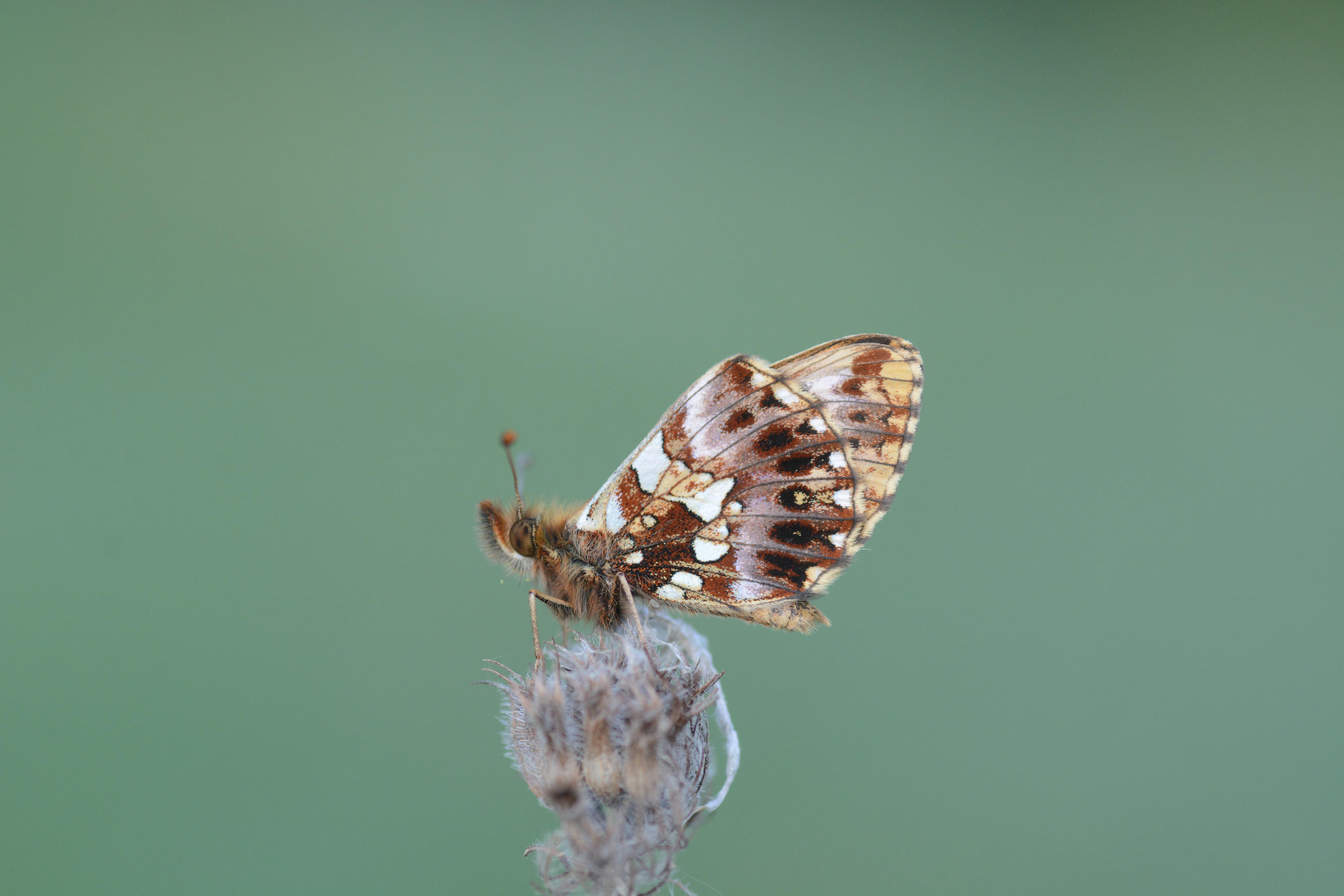 Boloria dia (Morinci) butterfly photo