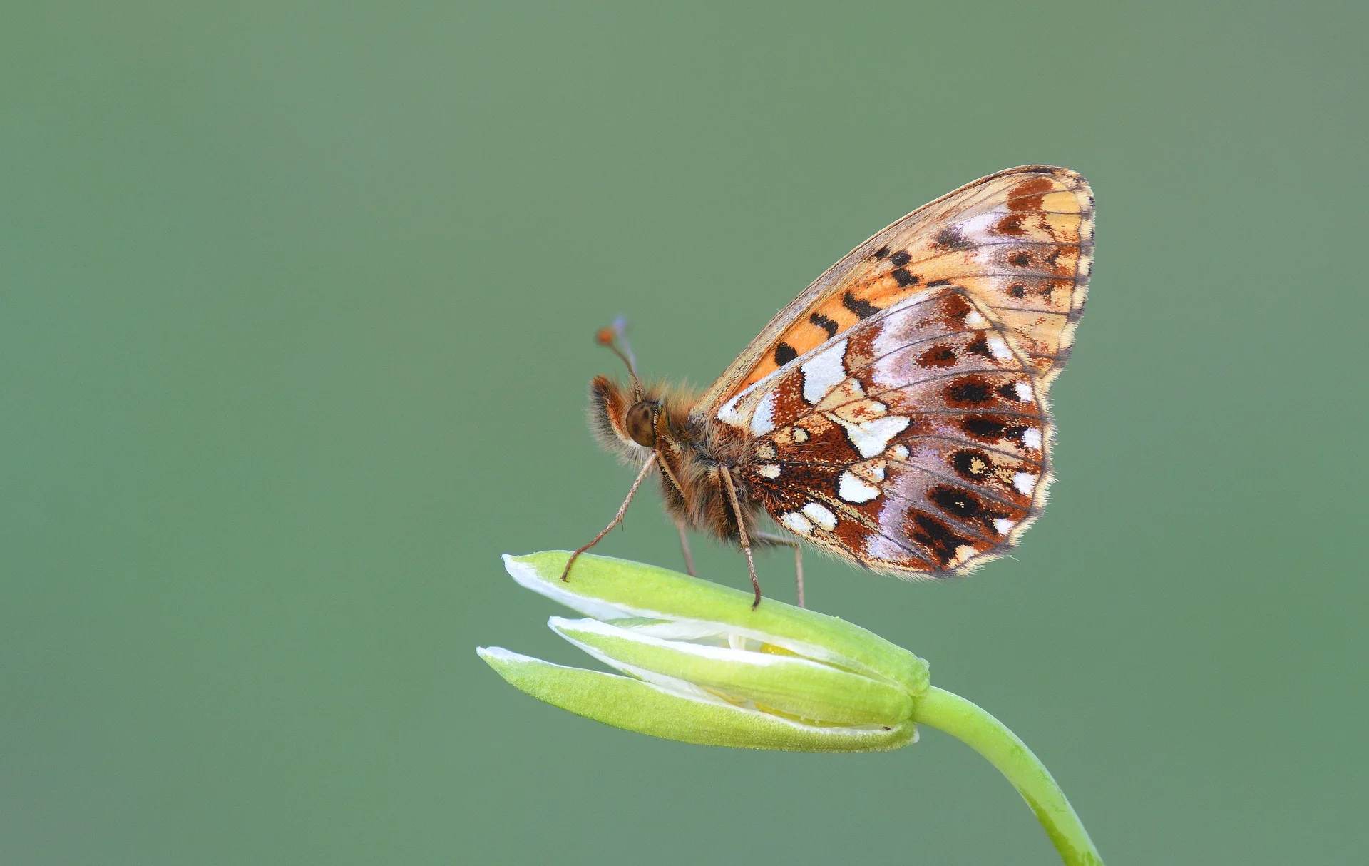 Boloria dia (Morinci) butterfly photo
