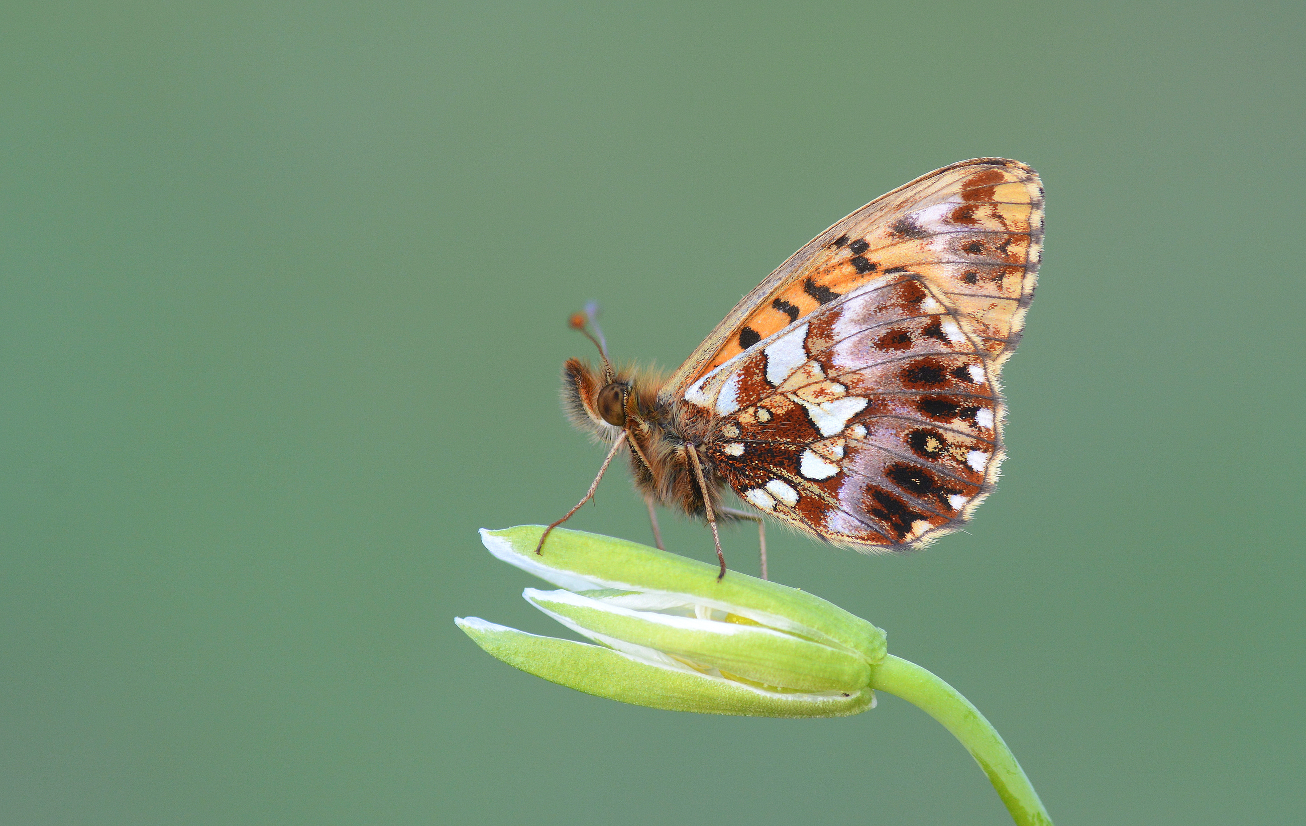 Boloria dia (Morinci) butterfly photo
