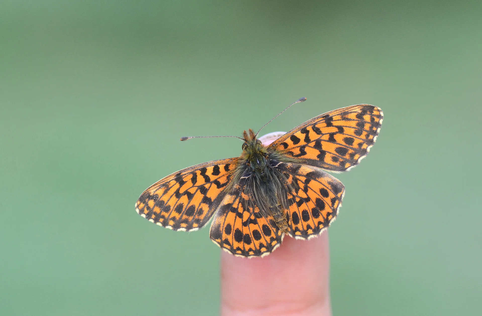 Boloria dia (Morinci) butterfly photo