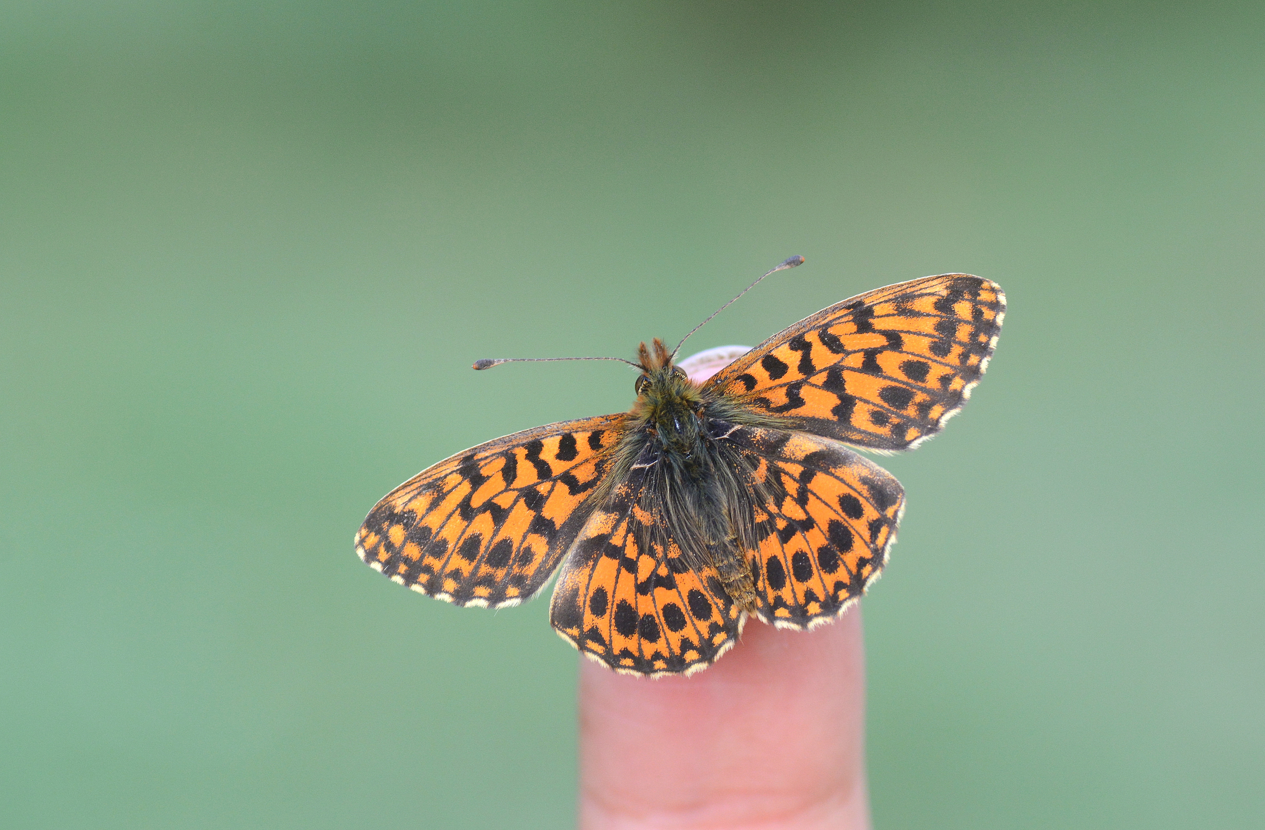Boloria dia (Morinci) butterfly photo