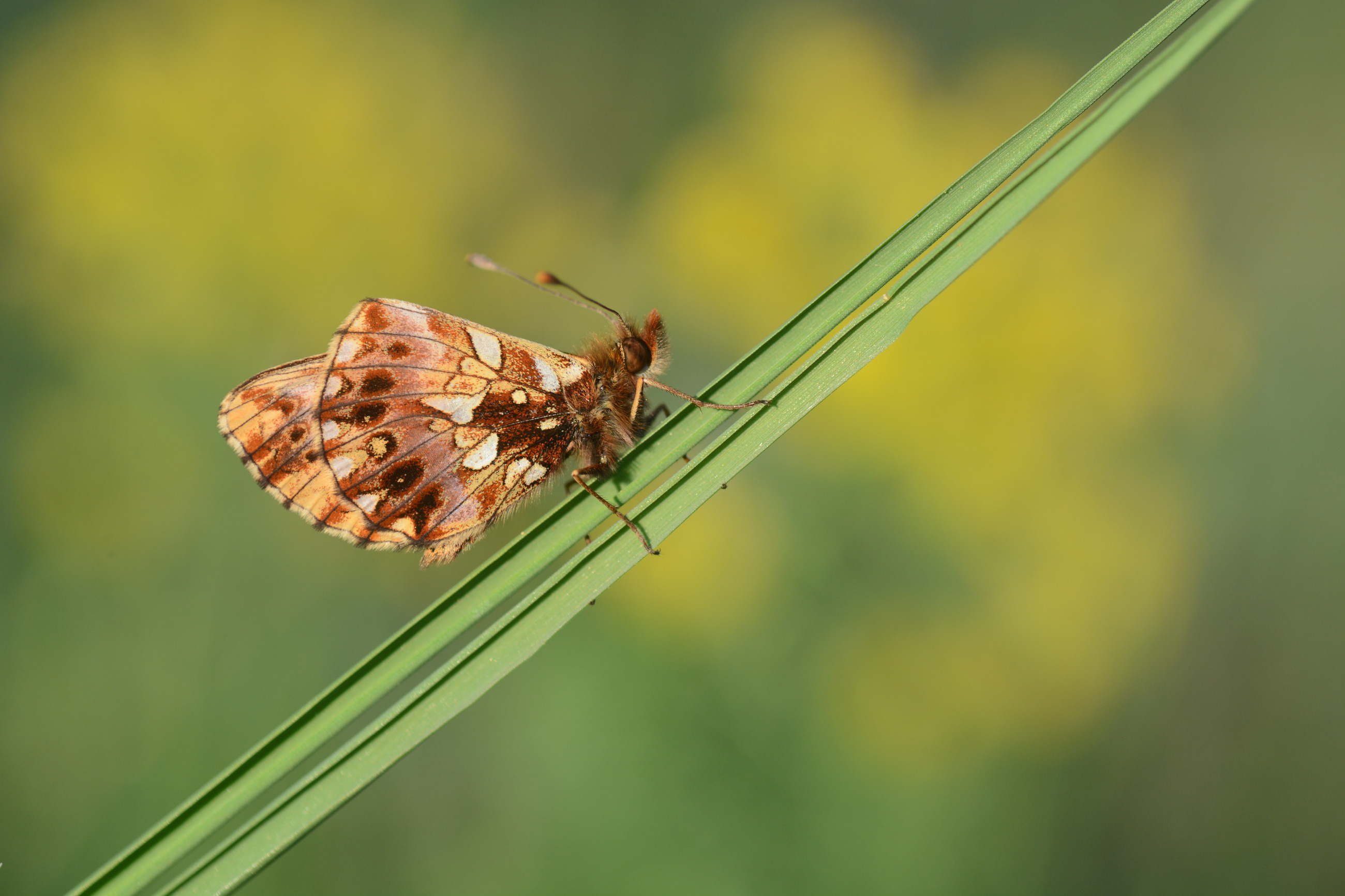 Boloria dia (Morinci) butterfly photo