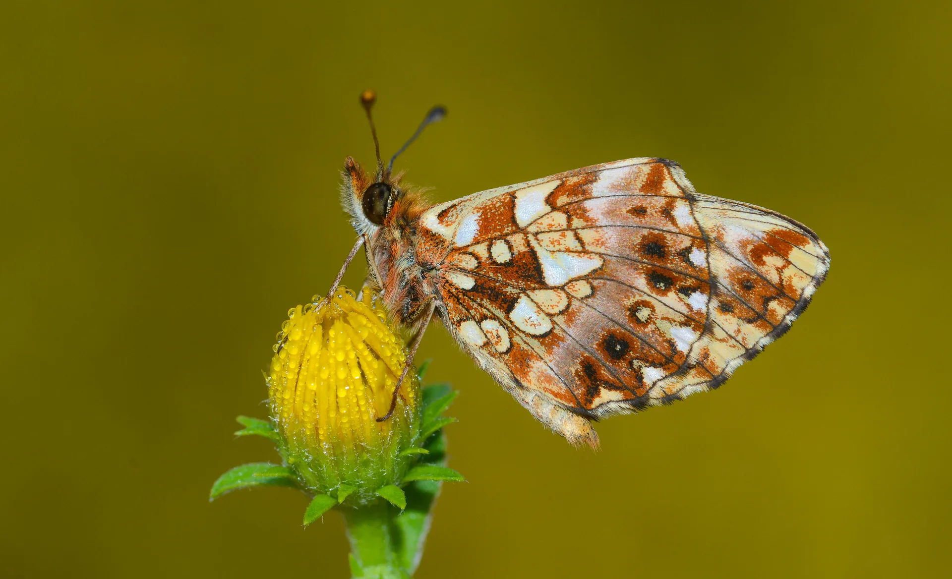 Boloria dia (Morinci) butterfly photo
