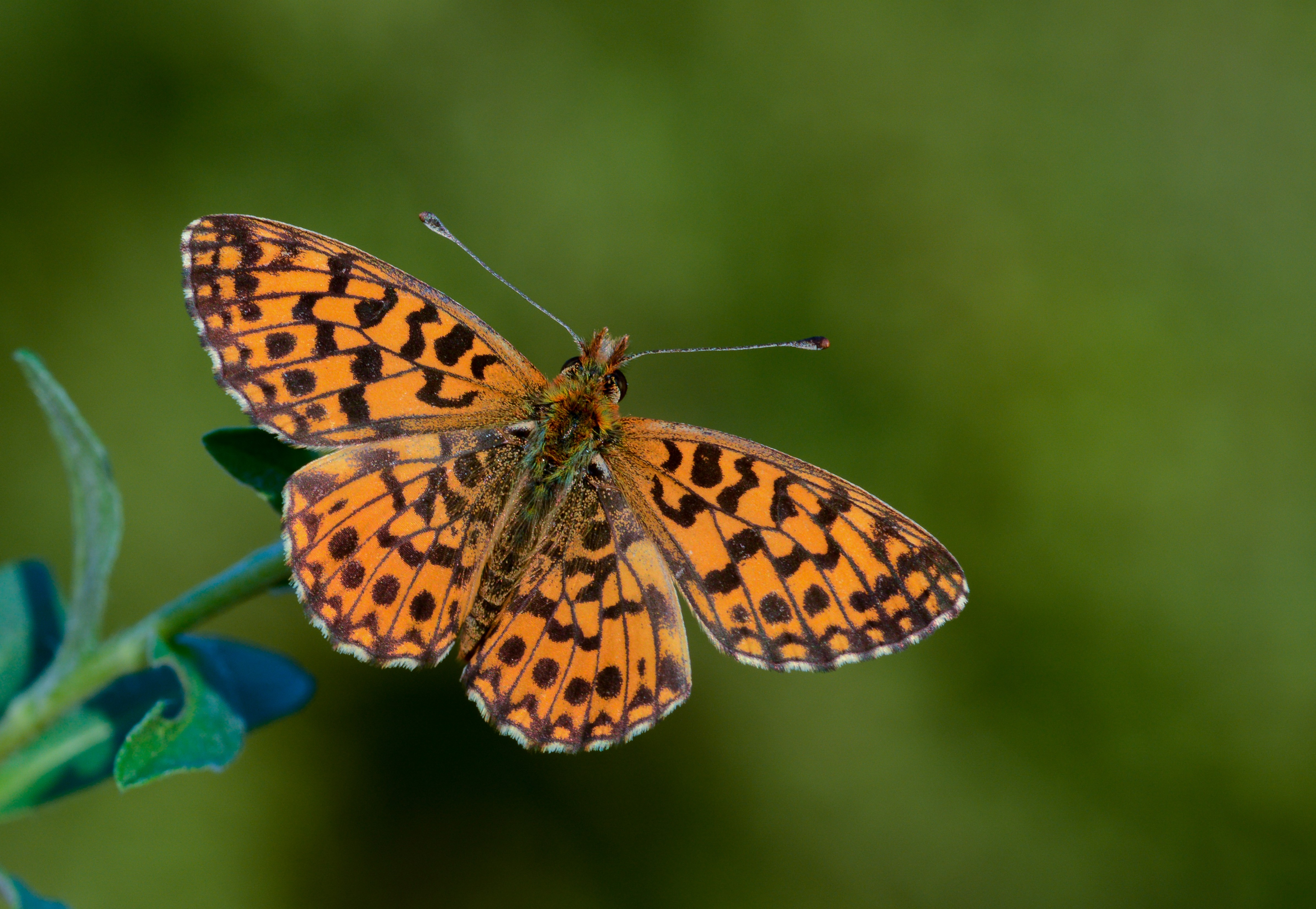 Boloria dia (Morinci) butterfly photo