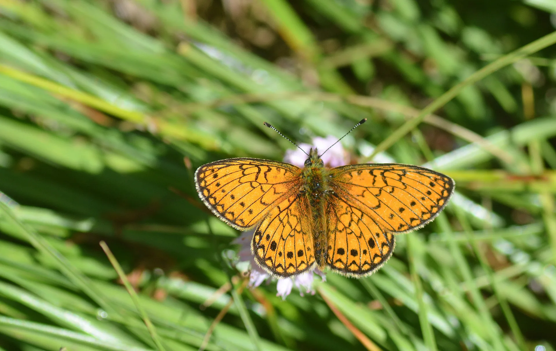 Boloria eunomia (Bataklık Noktalıkelebeği) butterfly photo