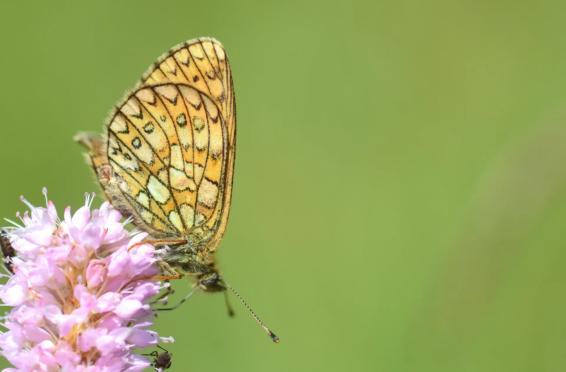 Boloria eunomia (BataklÄ±k NoktalÄ±kelebeÄŸi) butterfly photo