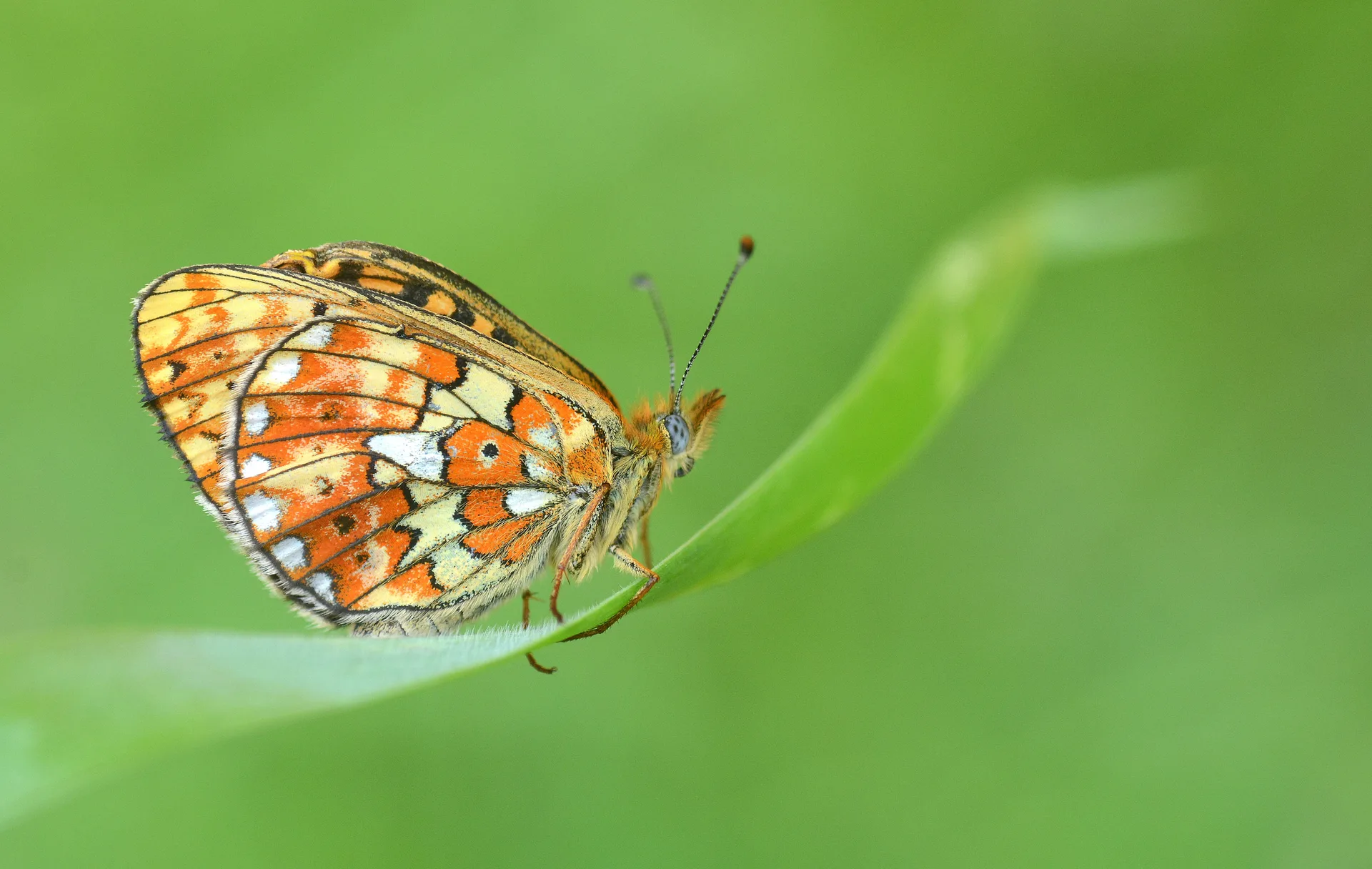 Boloria euphrosyne (Beyazinci) butterfly photo