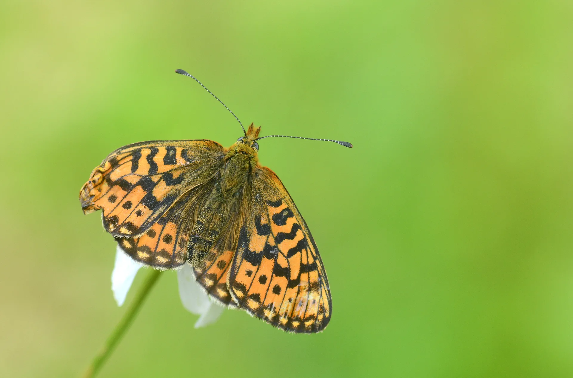Boloria euphrosyne (Beyazinci) butterfly photo
