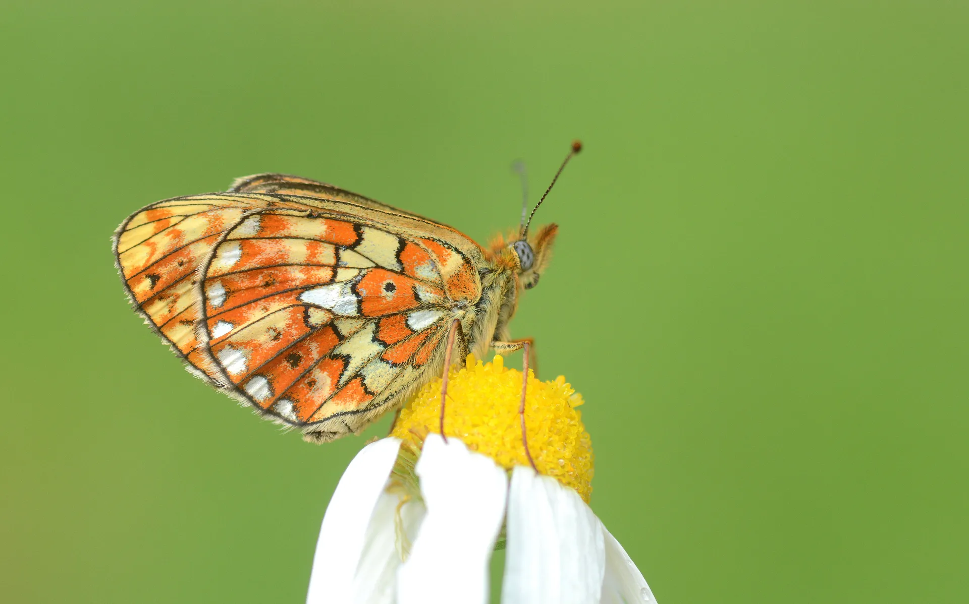 Boloria euphrosyne (Beyazinci) butterfly photo