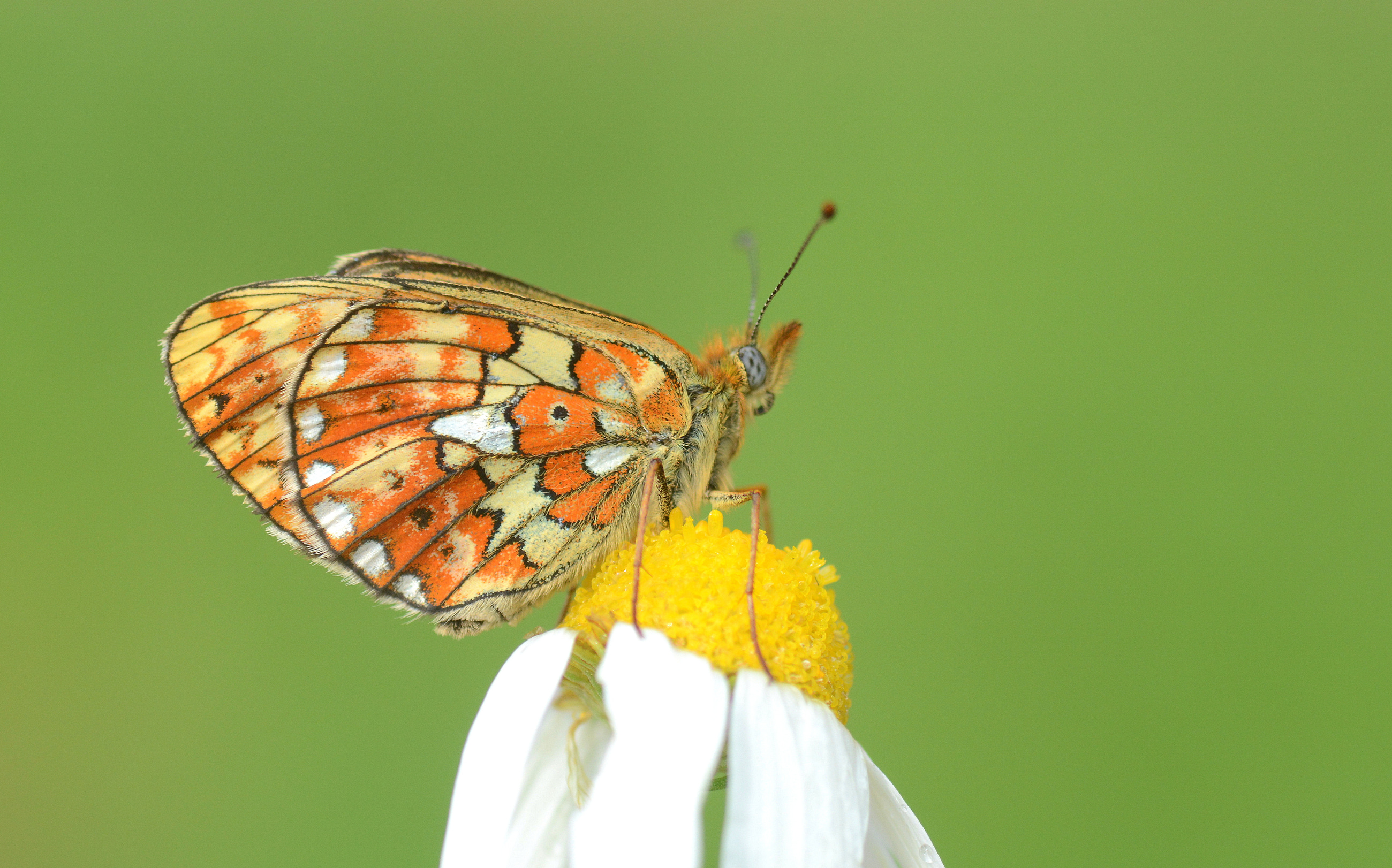 Boloria euphrosyne (Beyazinci) butterfly photo