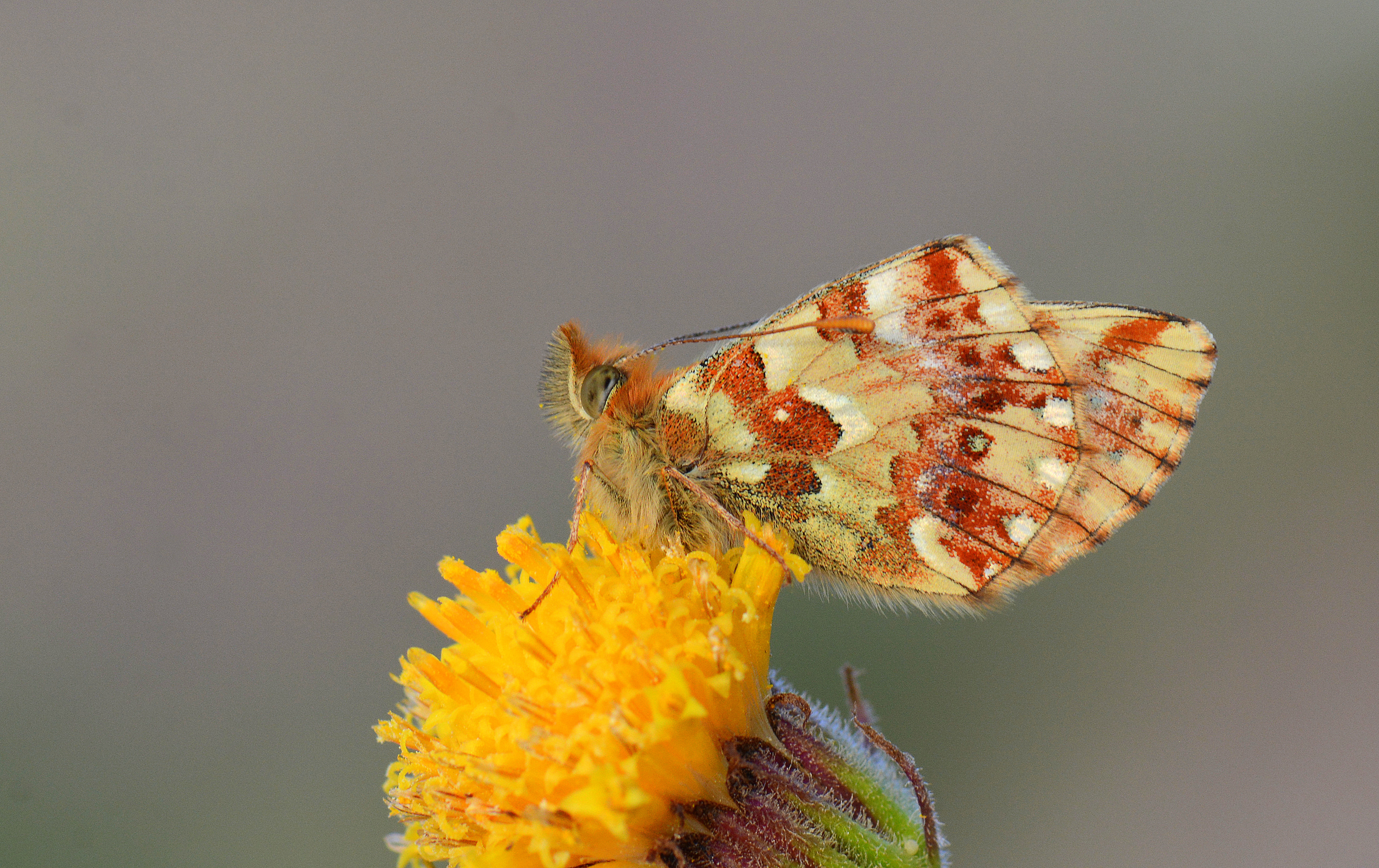 Boloria graeca (Balkan MenekÅŸekelebeÄŸi) butterfly photo