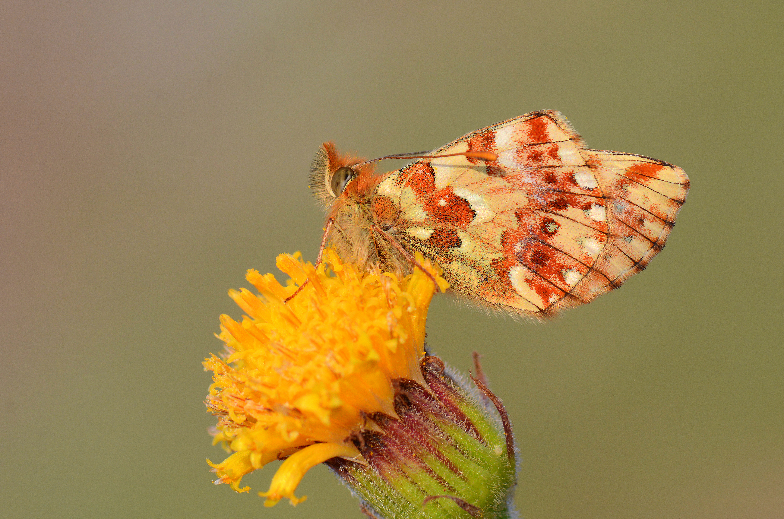 Boloria graeca (Balkan MenekÅŸekelebeÄŸi) butterfly photo