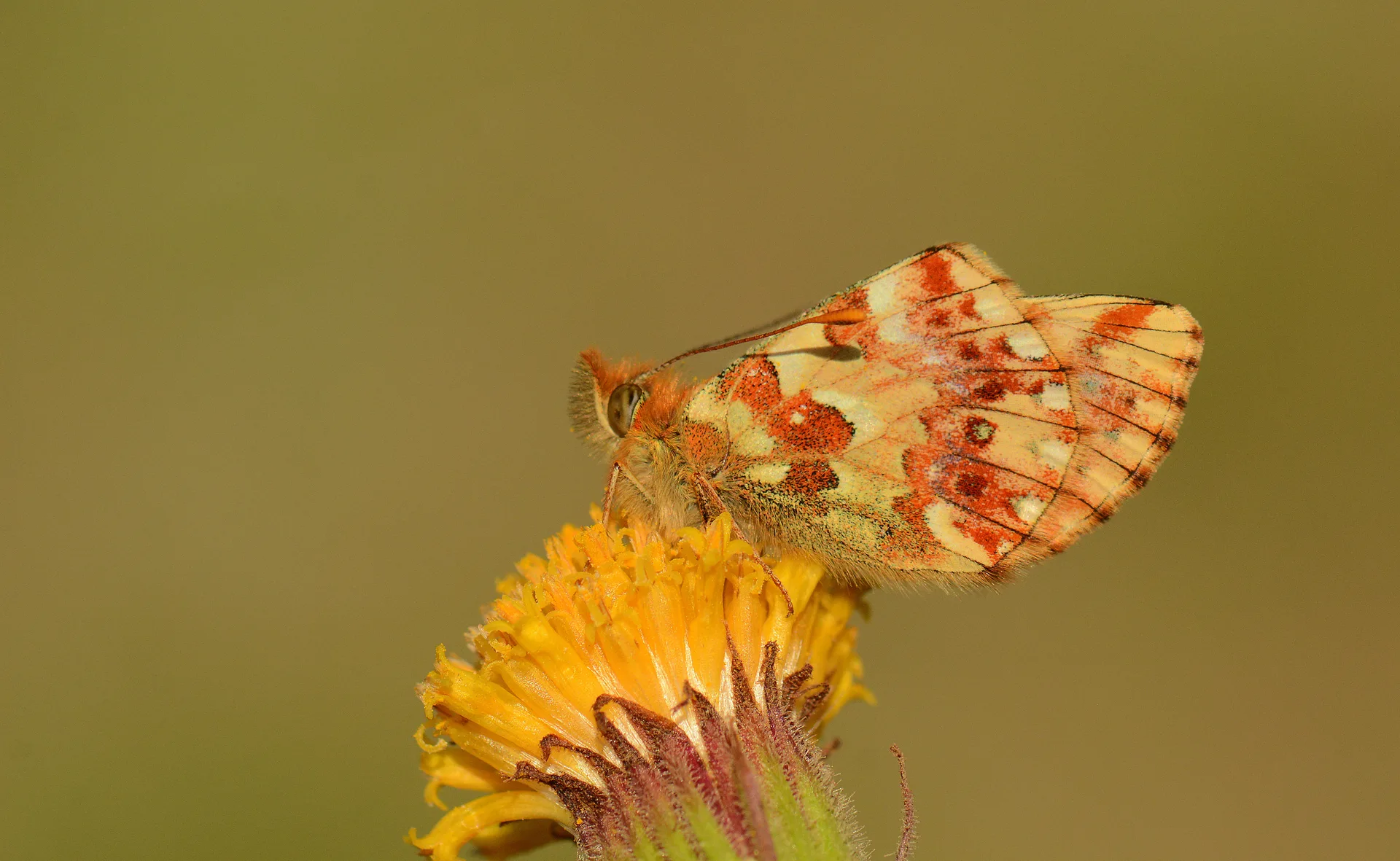 Boloria graeca (Balkan MenekÅŸekelebeÄŸi) butterfly photo