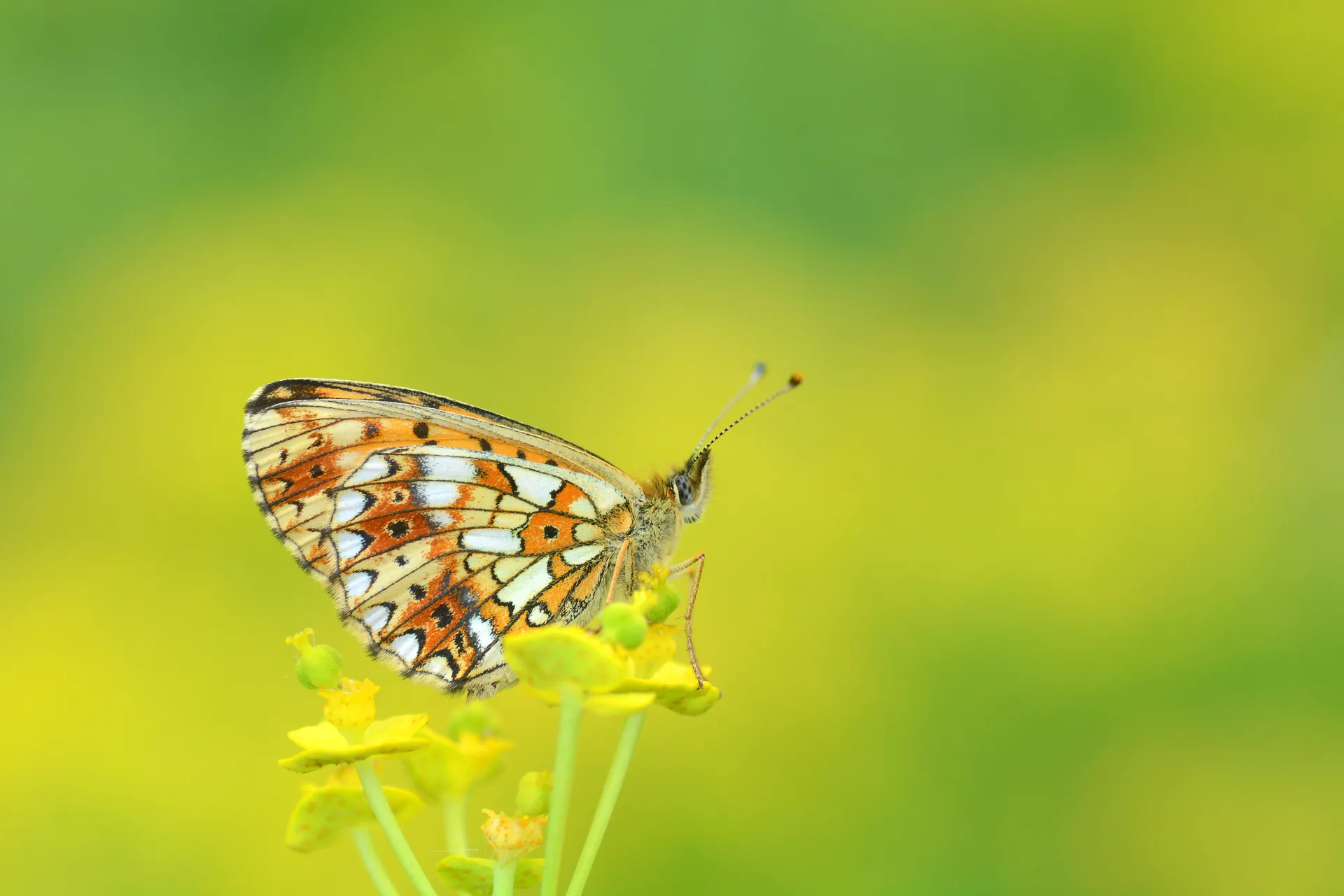 Boloria selene butterfly photo