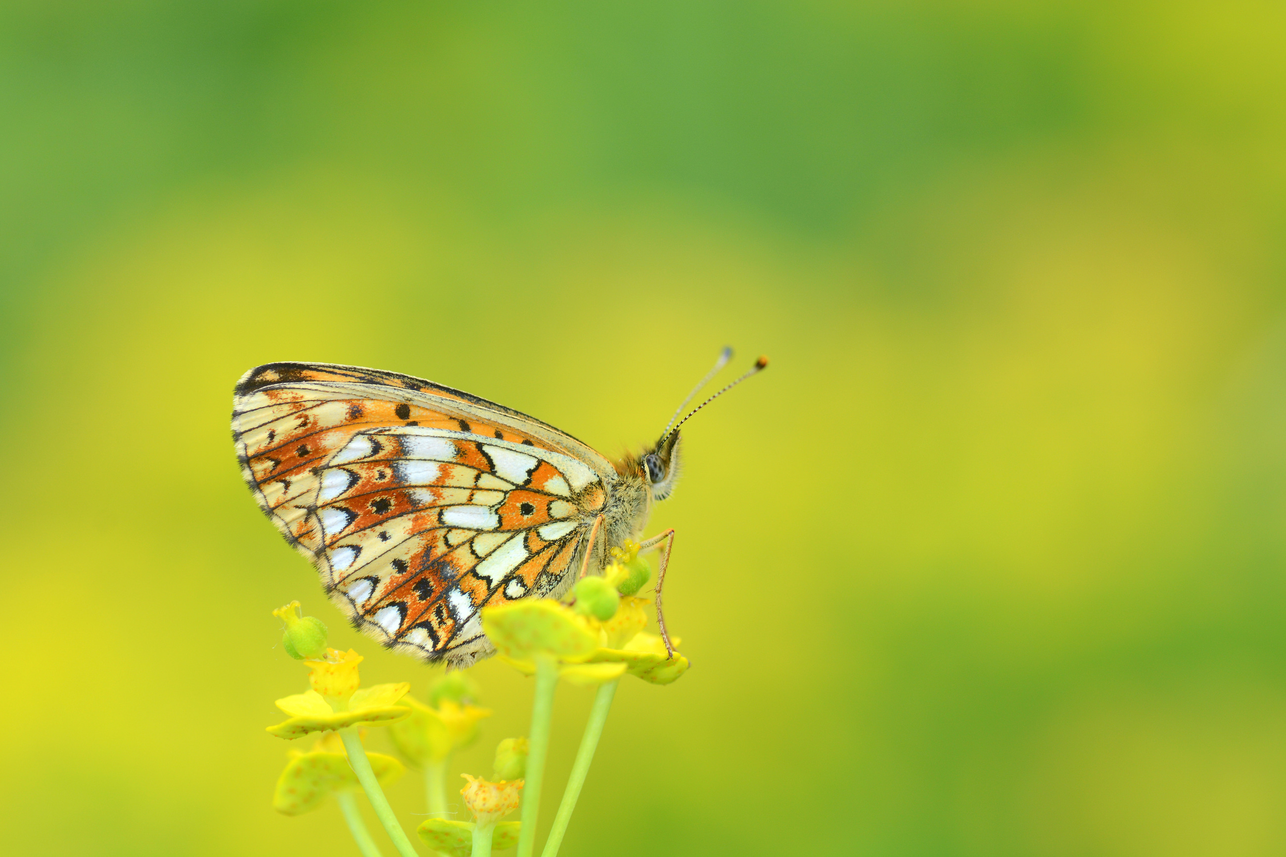 Boloria selene butterfly photo