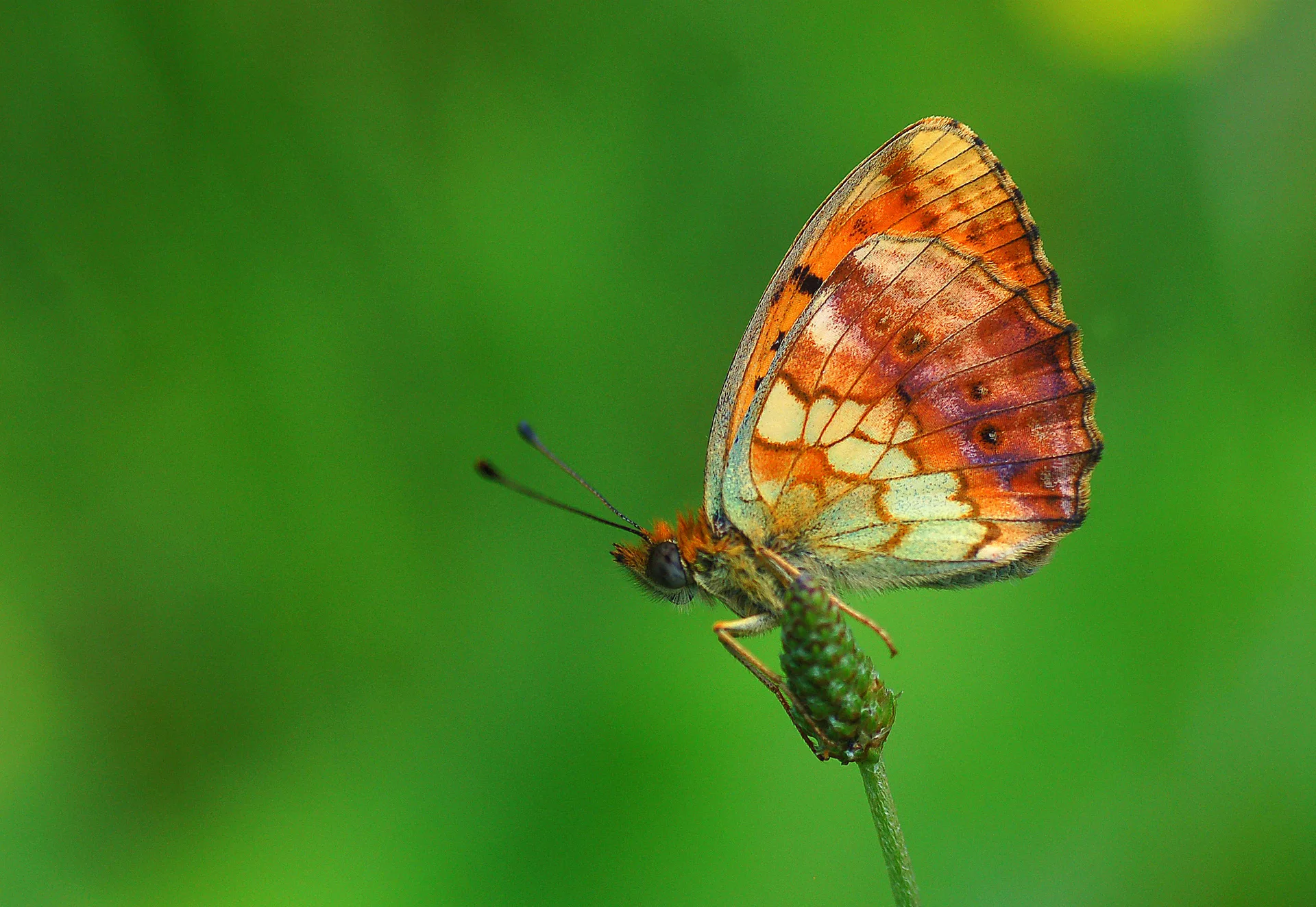 Brenthis daphne (Böğürtlen Brentisi) butterfly photo