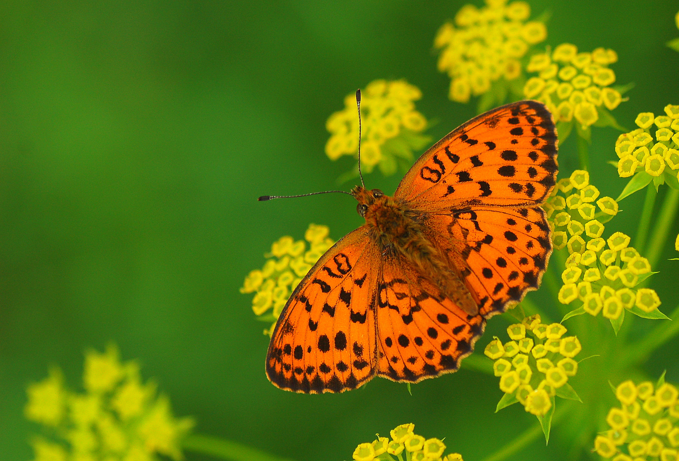 Brenthis daphne (Böğürtlen Brentisi) butterfly photo