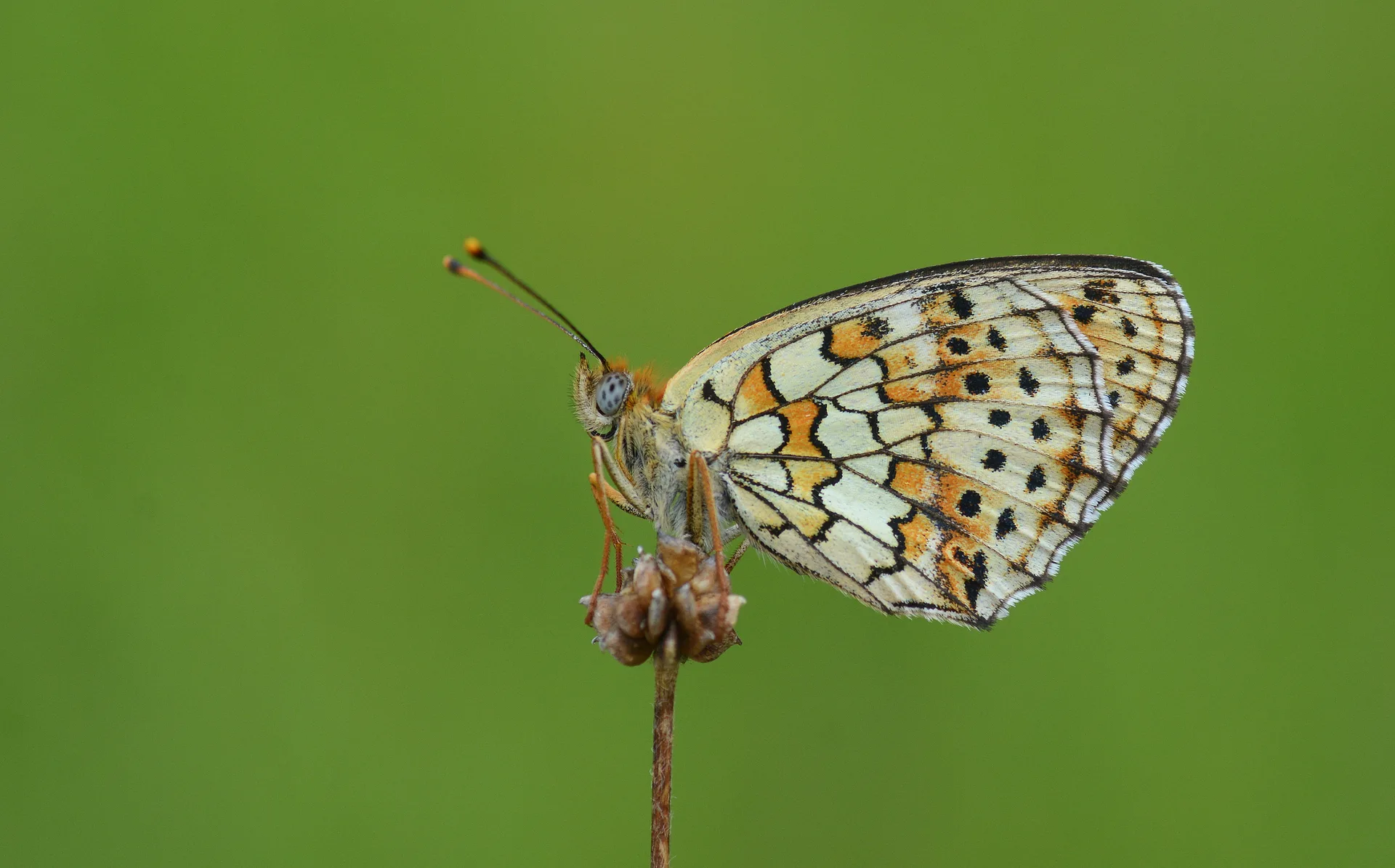 Brenthis hecate (Çift Noktalı Brentis) butterfly photo