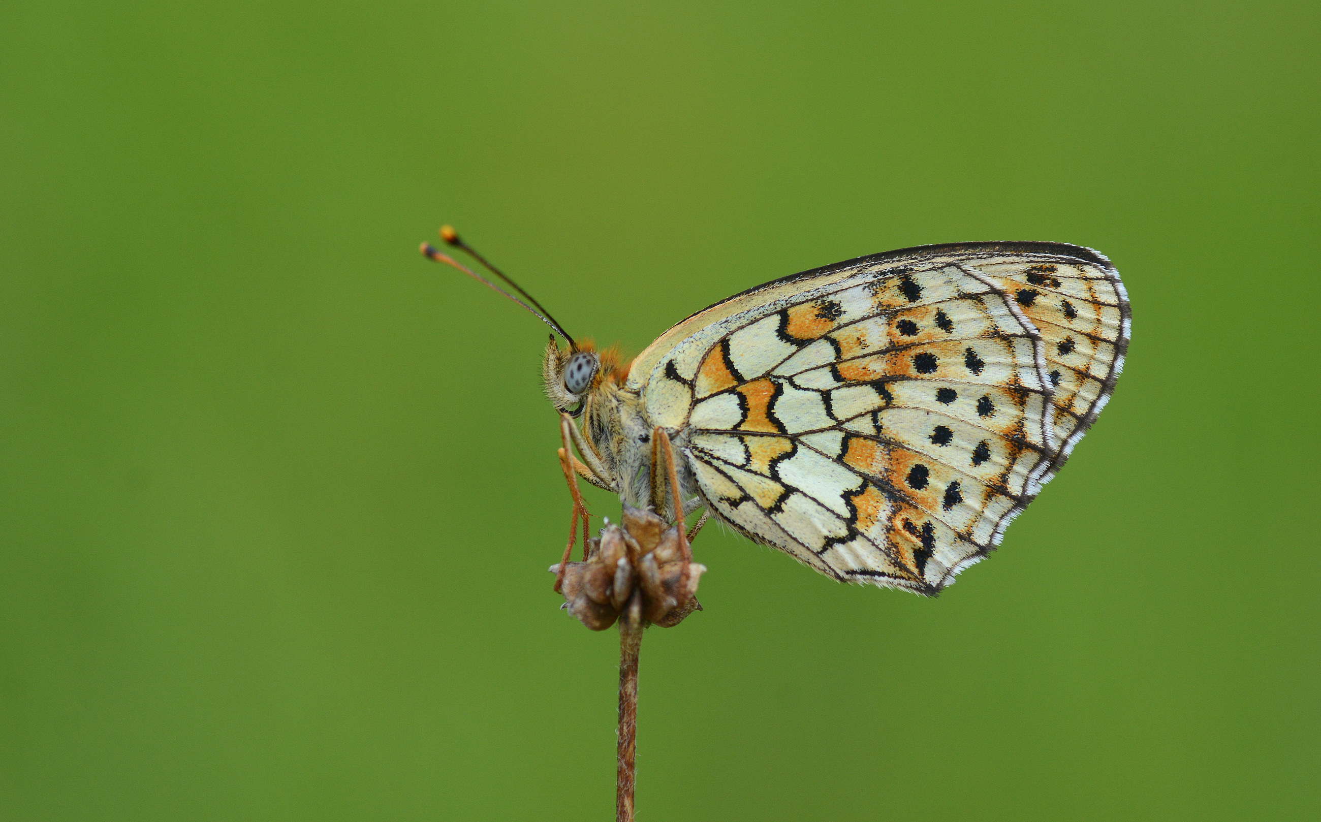 Brenthis hecate (Çift Noktalı Brentis) butterfly photo