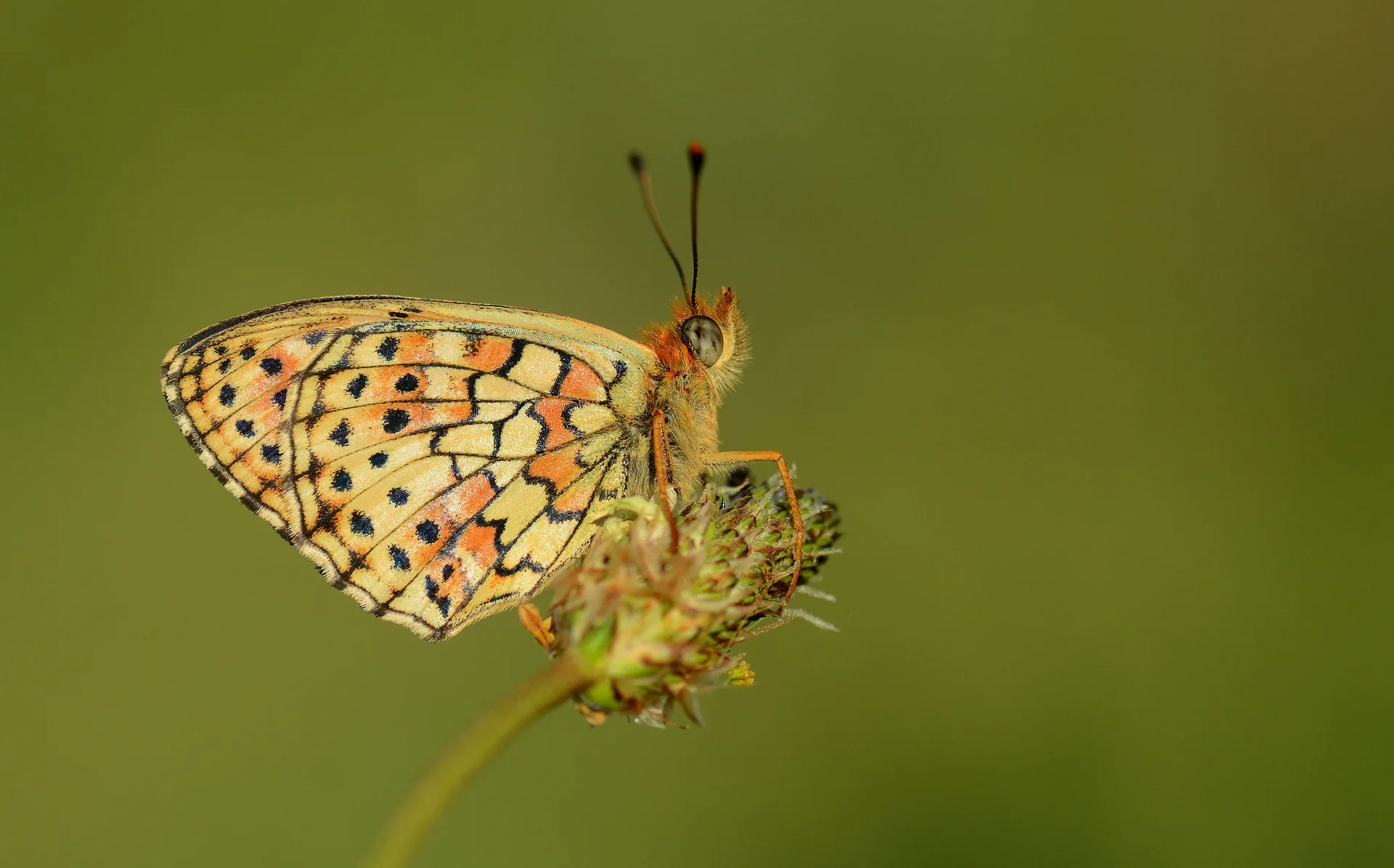 Brenthis hecate (Ã‡ift NoktalÄ± Brentis) butterfly photo