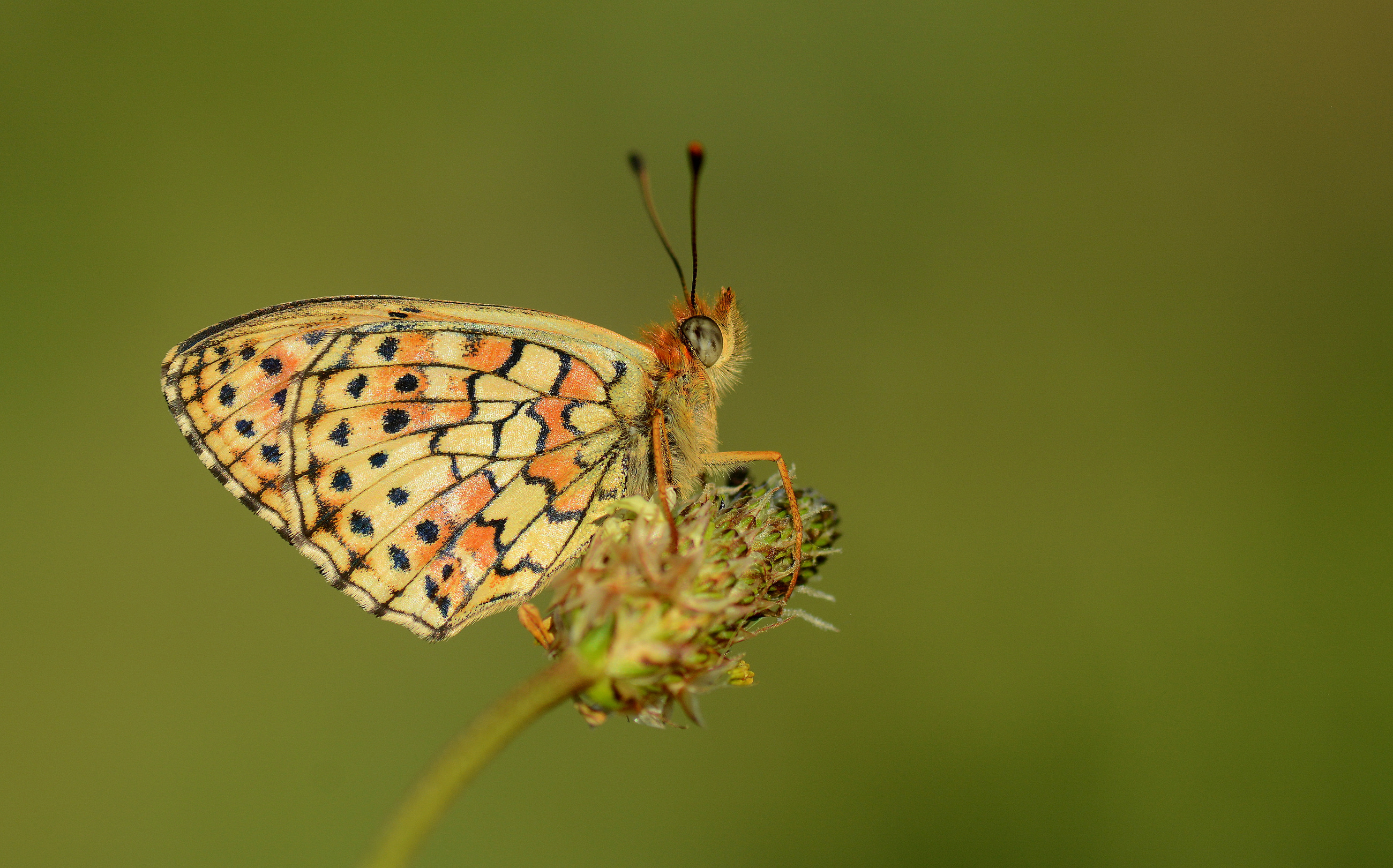 Brenthis hecate (Çift Noktalı Brentis) butterfly photo