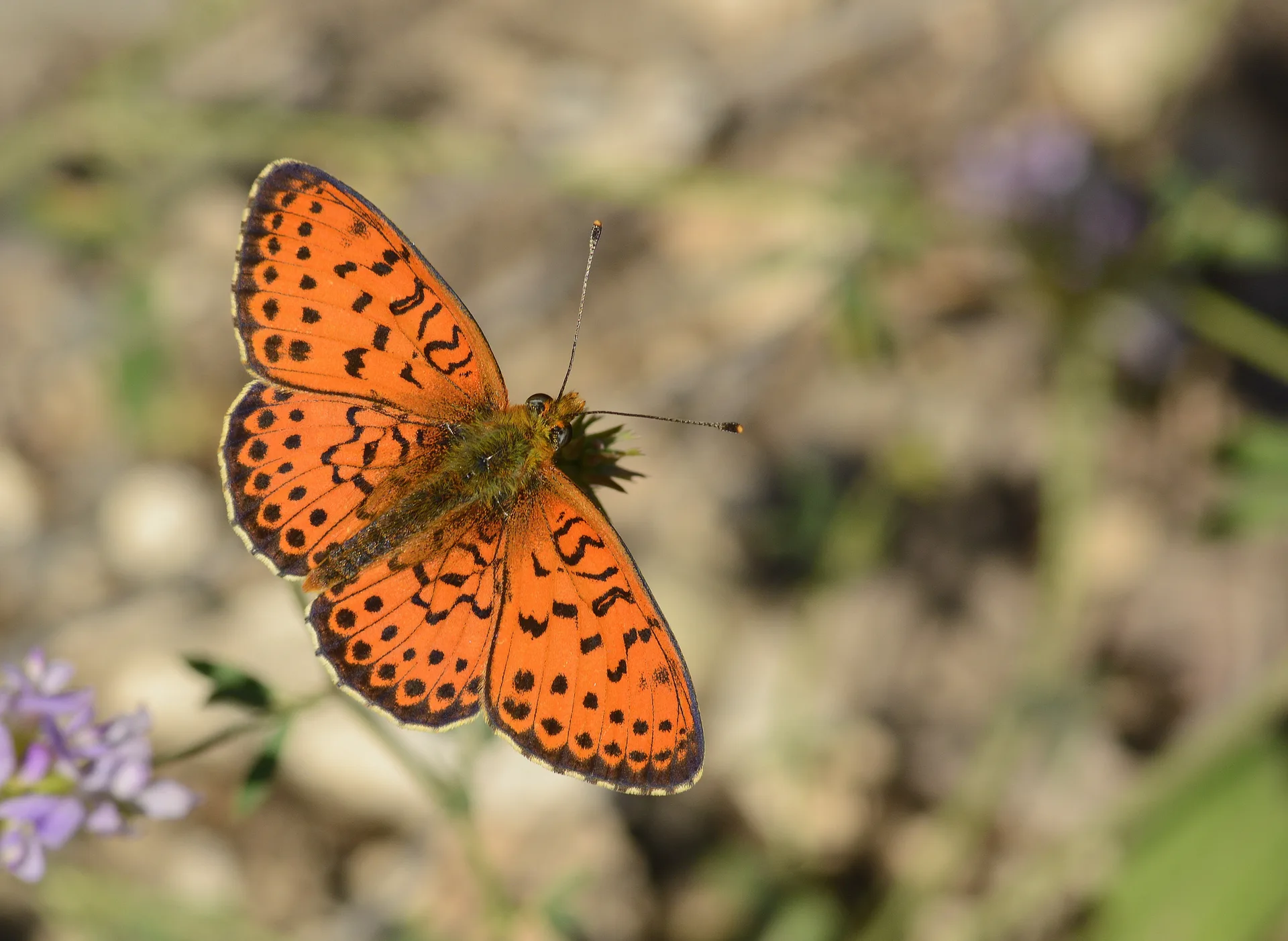 Brenthis hecate (Ã‡ift NoktalÄ± Brentis) butterfly photo