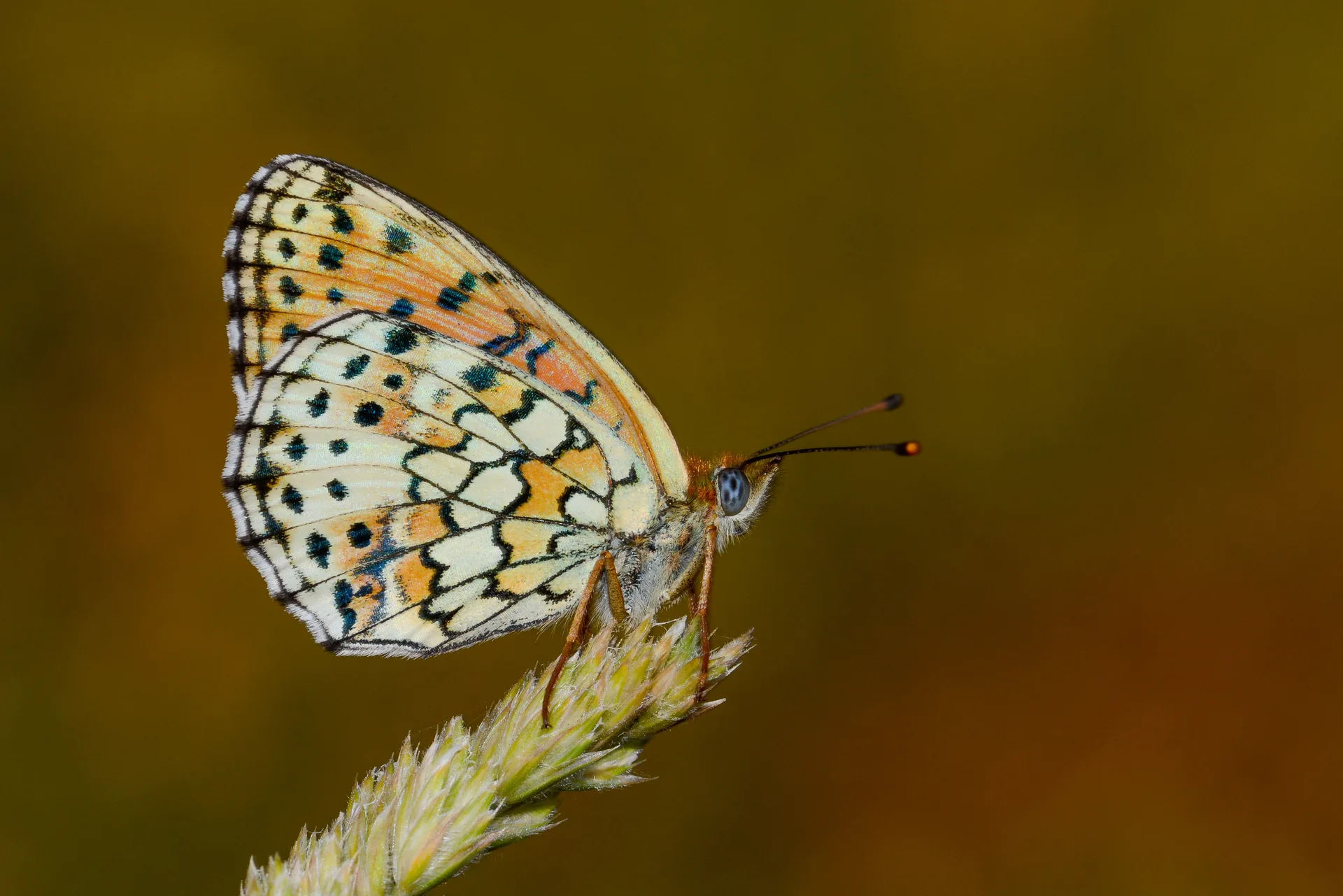 Brenthis hecate (Ã‡ift NoktalÄ± Brentis) butterfly photo