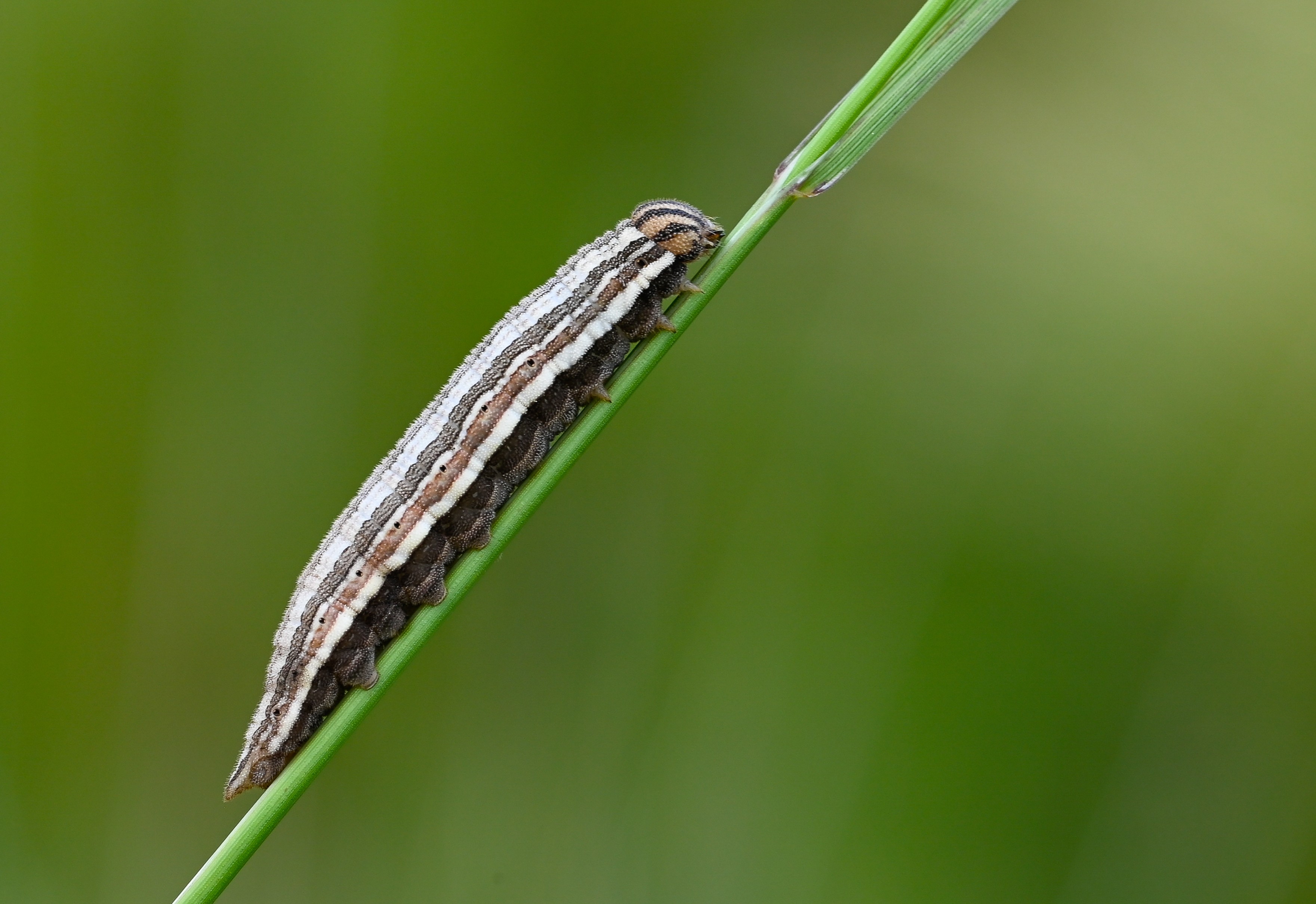Brintesia circe (Karamurat) butterfly photo