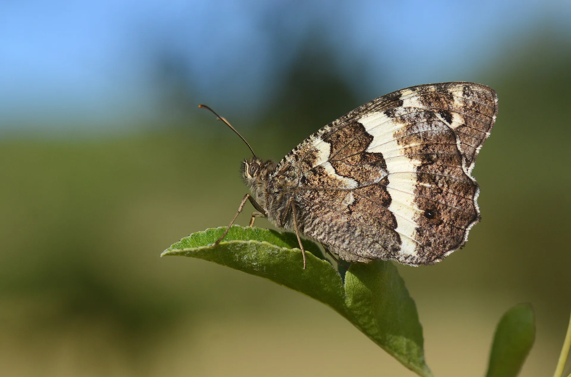 Brintesia circe (Karamurat) butterfly photo