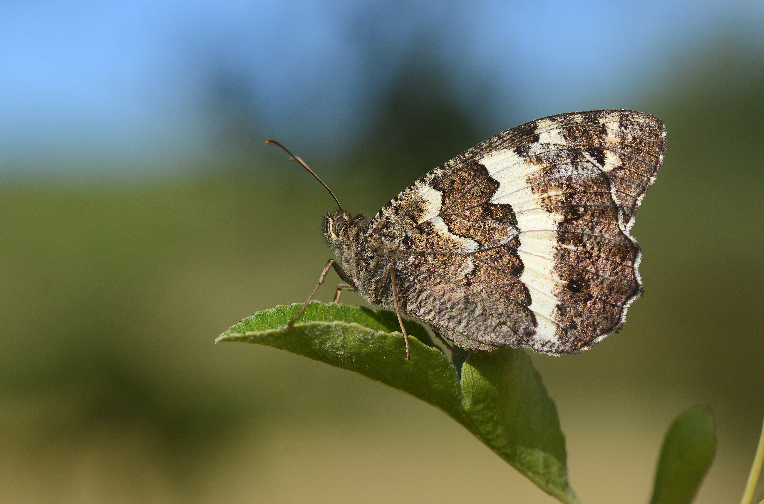 Brintesia circe (Karamurat) butterfly photo
