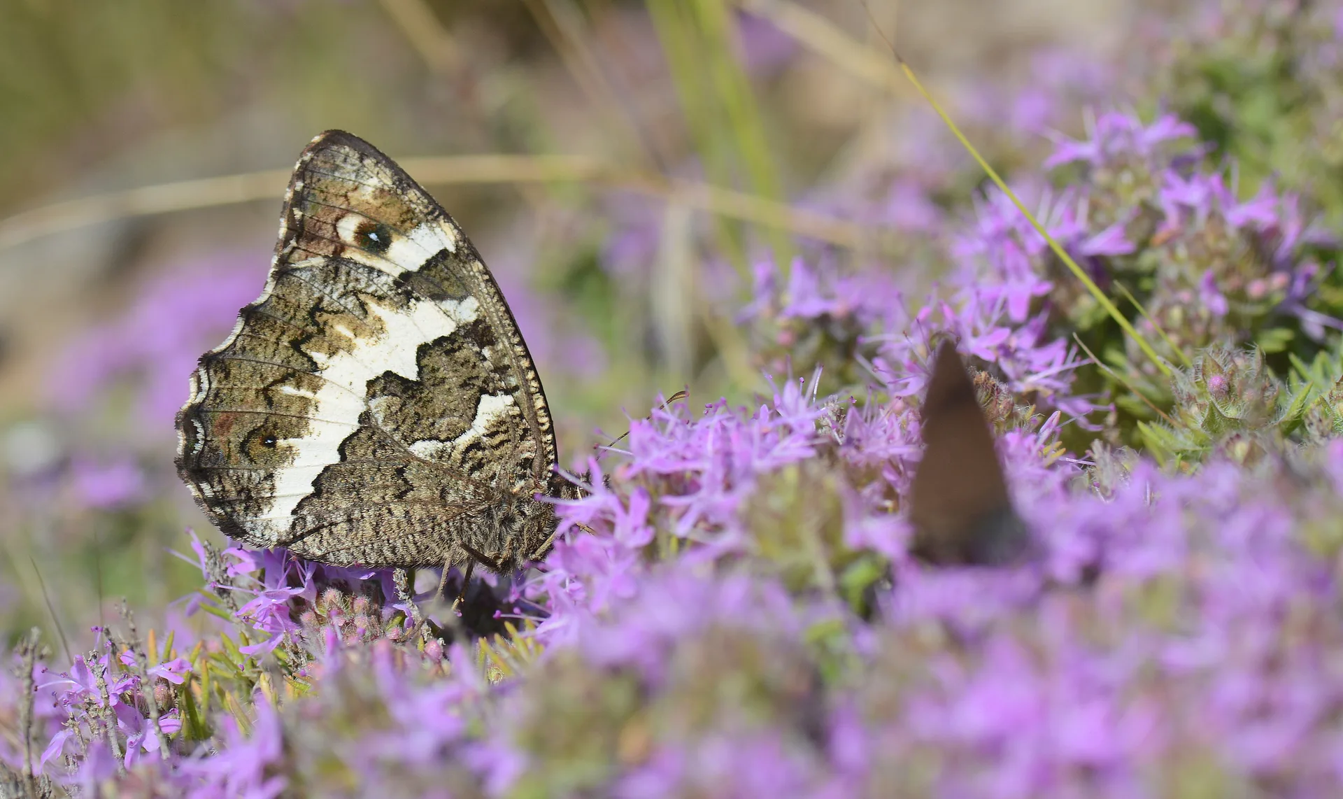 Brintesia circe (Karamurat) butterfly photo