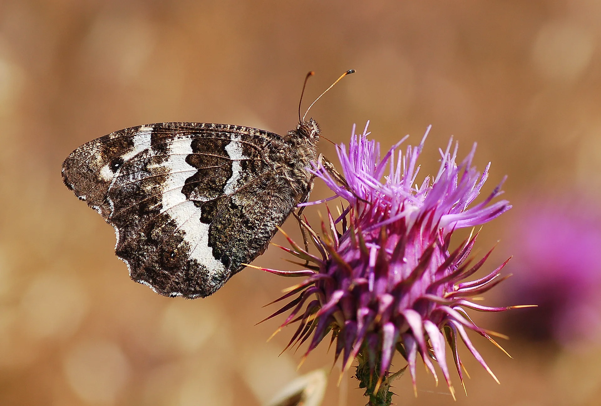 Brintesia circe (Karamurat) butterfly photo
