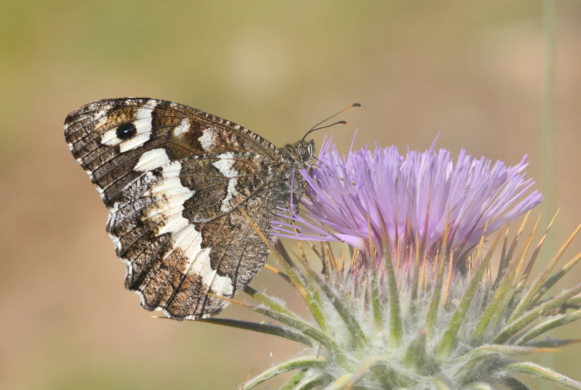 Brintesia circe (Karamurat) butterfly photo