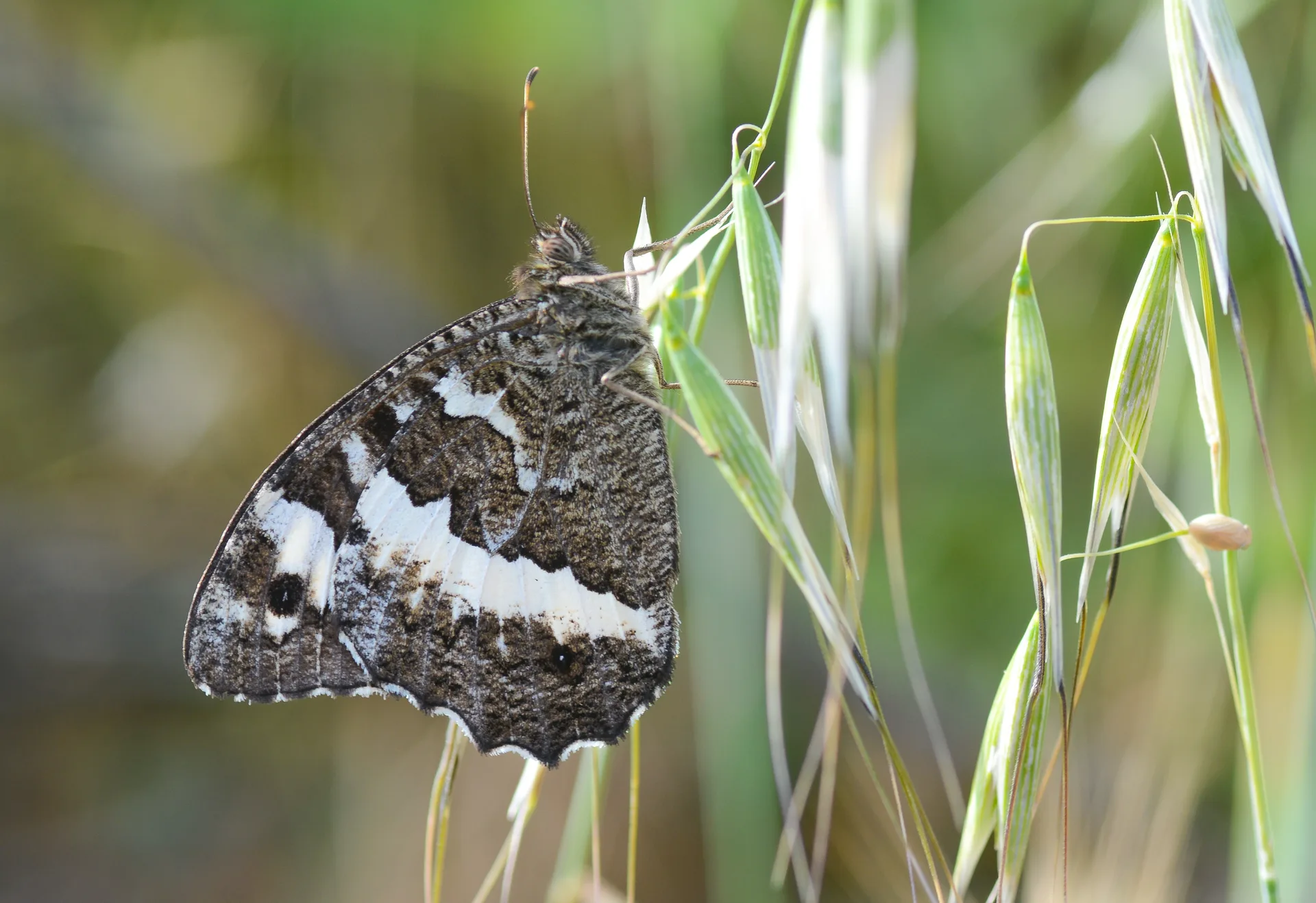 Brintesia circe (Karamurat) butterfly photo
