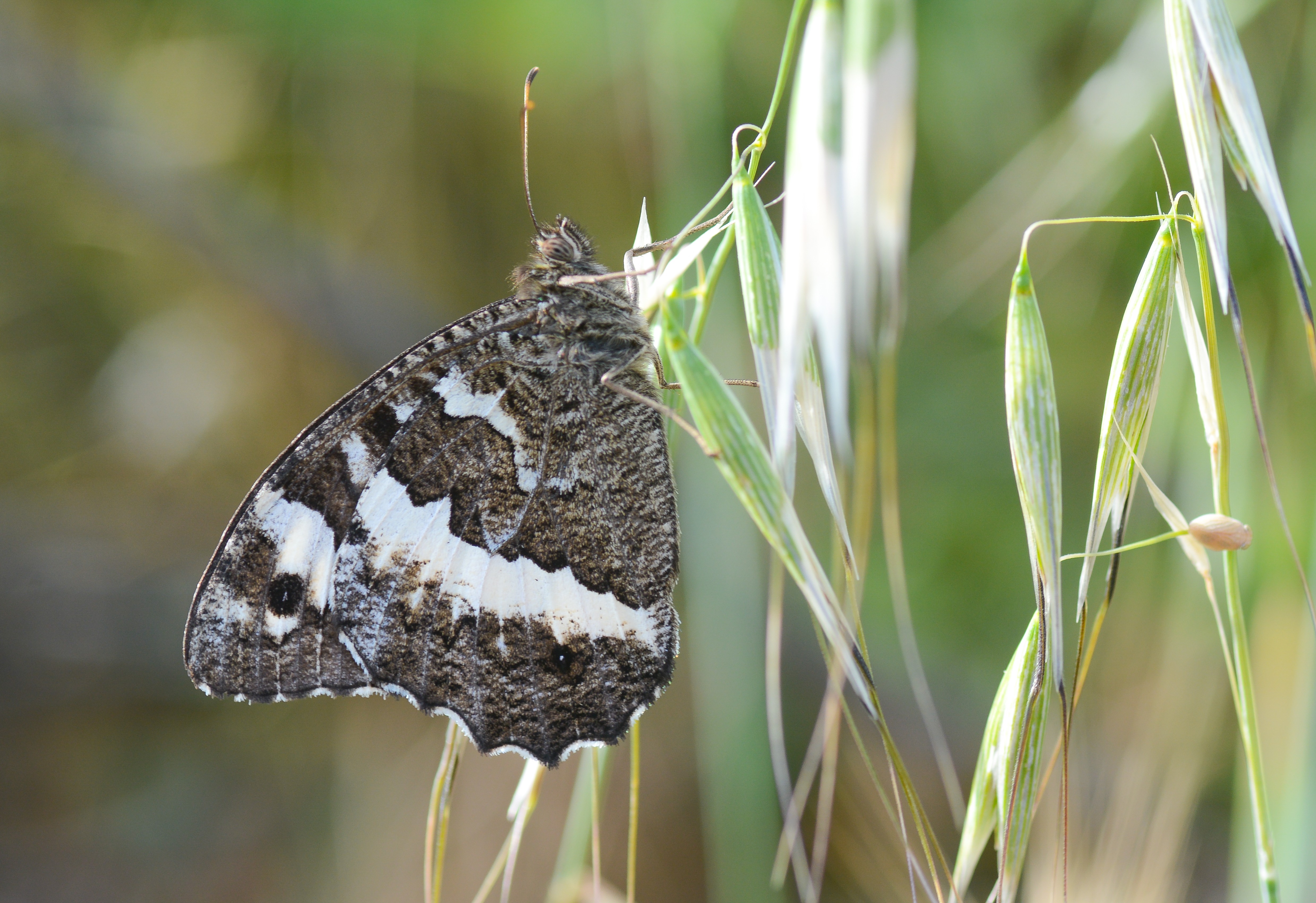 Brintesia circe (Karamurat) butterfly photo
