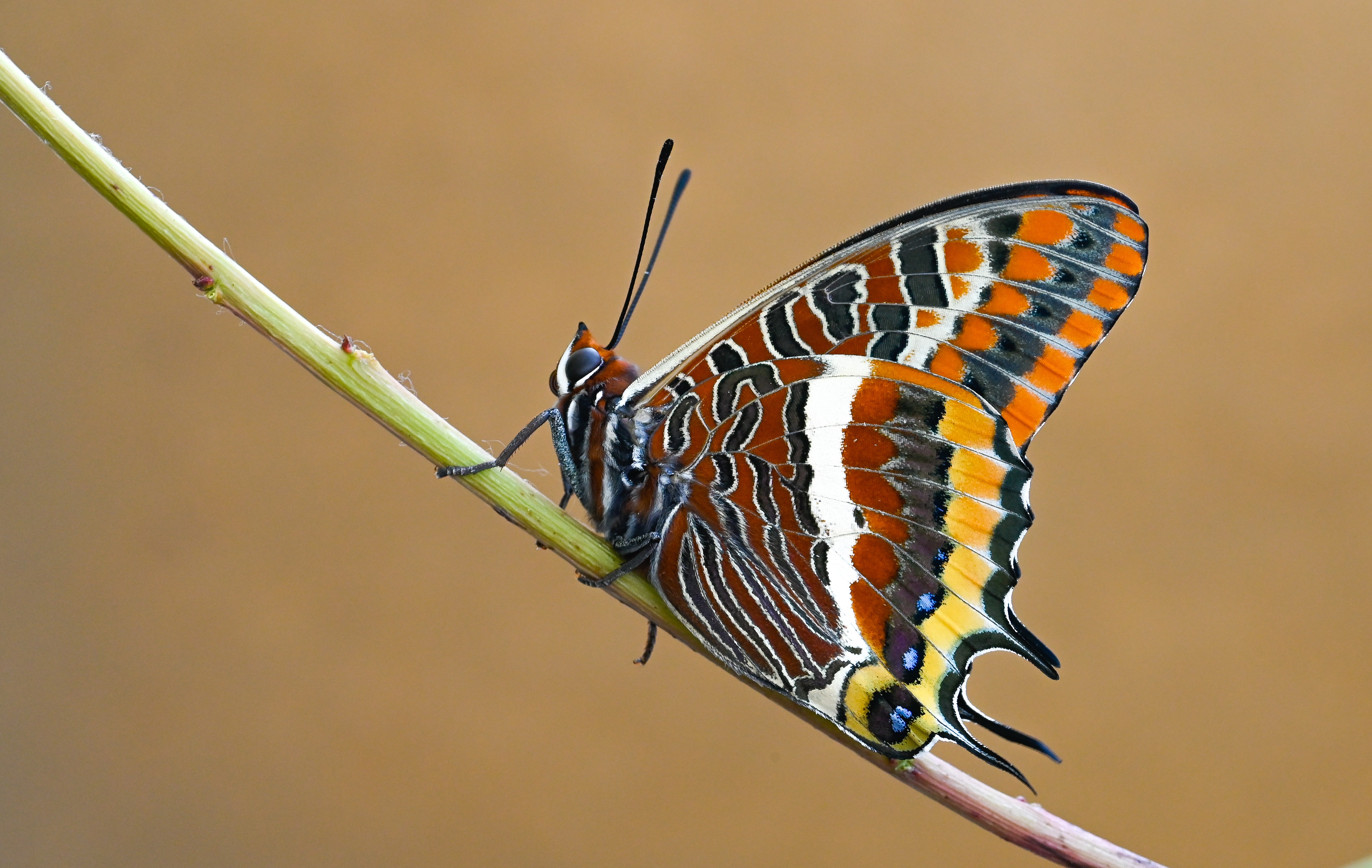Charaxes jasius (Çift Kuyruklu Paşa) butterfly photo