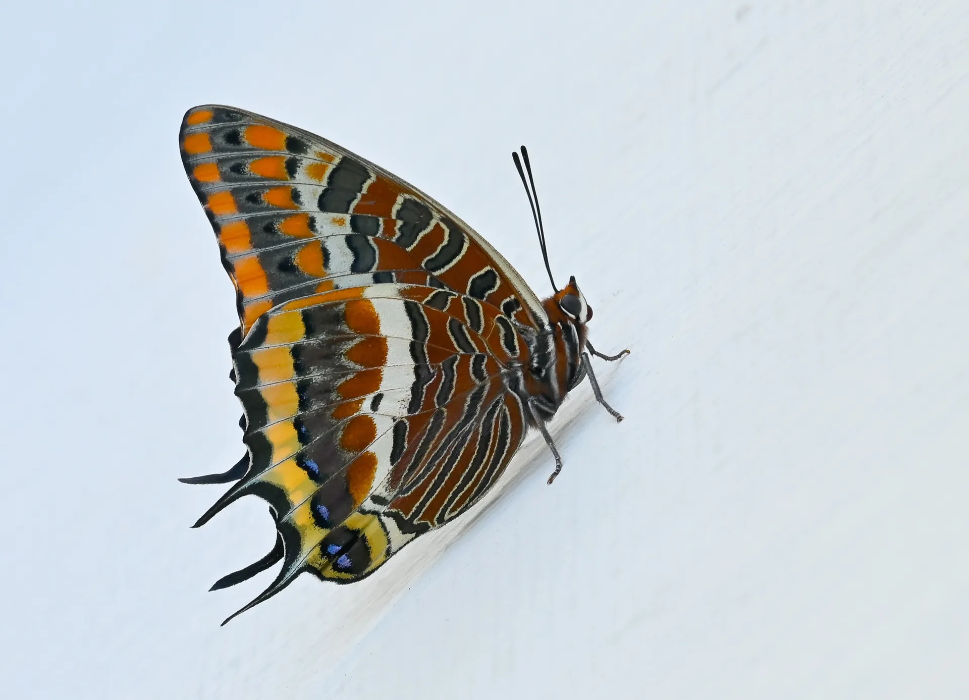Charaxes jasius (Ã‡ift Kuyruklu PaÅŸa) butterfly photo
