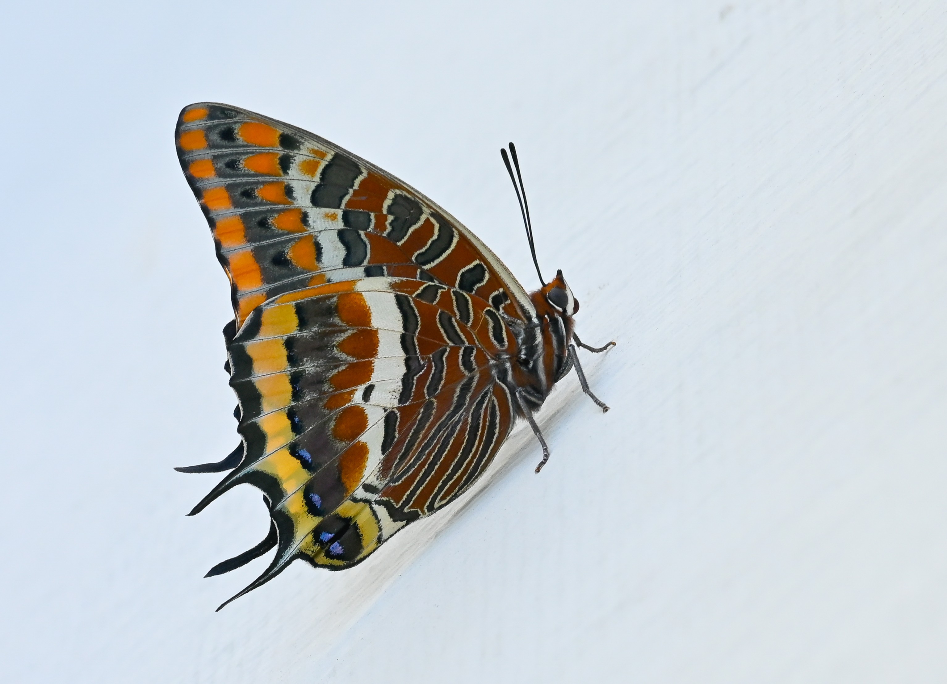 Charaxes jasius (Çift Kuyruklu Paşa) butterfly photo