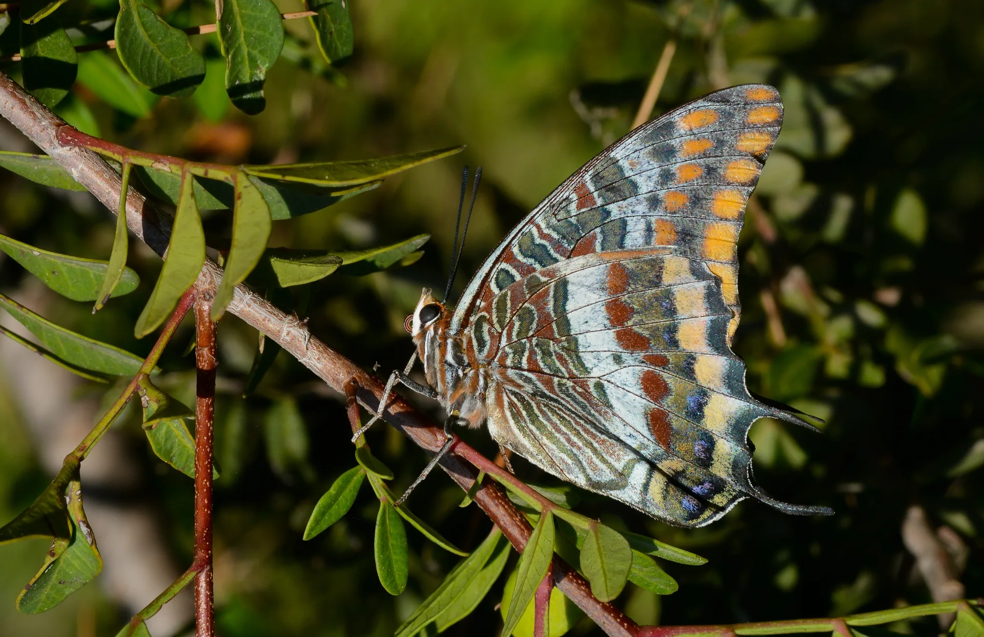 Charaxes jasius (Ã‡ift Kuyruklu PaÅŸa) butterfly photo