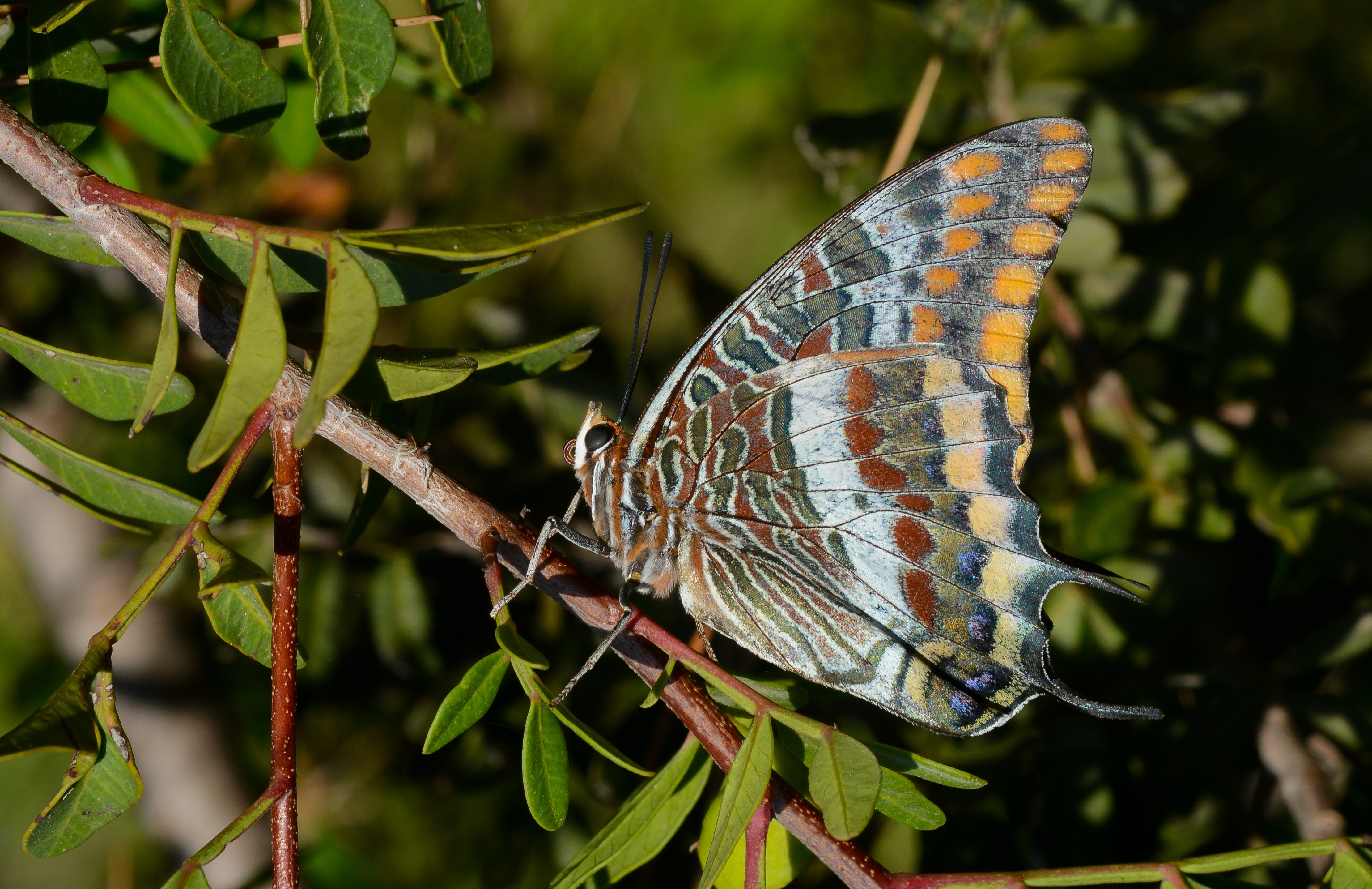 Charaxes jasius (Çift Kuyruklu Paşa) butterfly photo