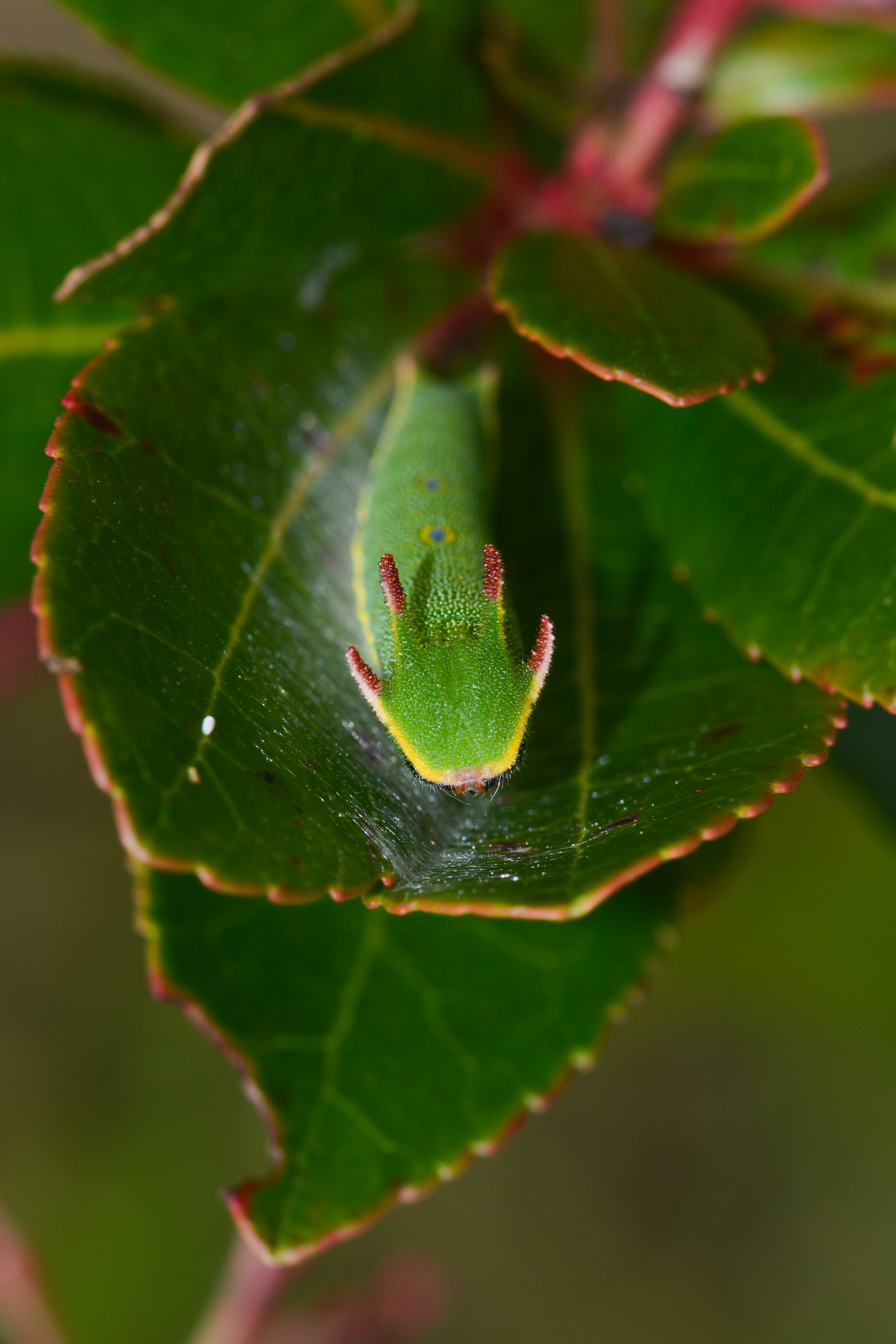 Charaxes jasius (Çift Kuyruklu Paşa) butterfly photo