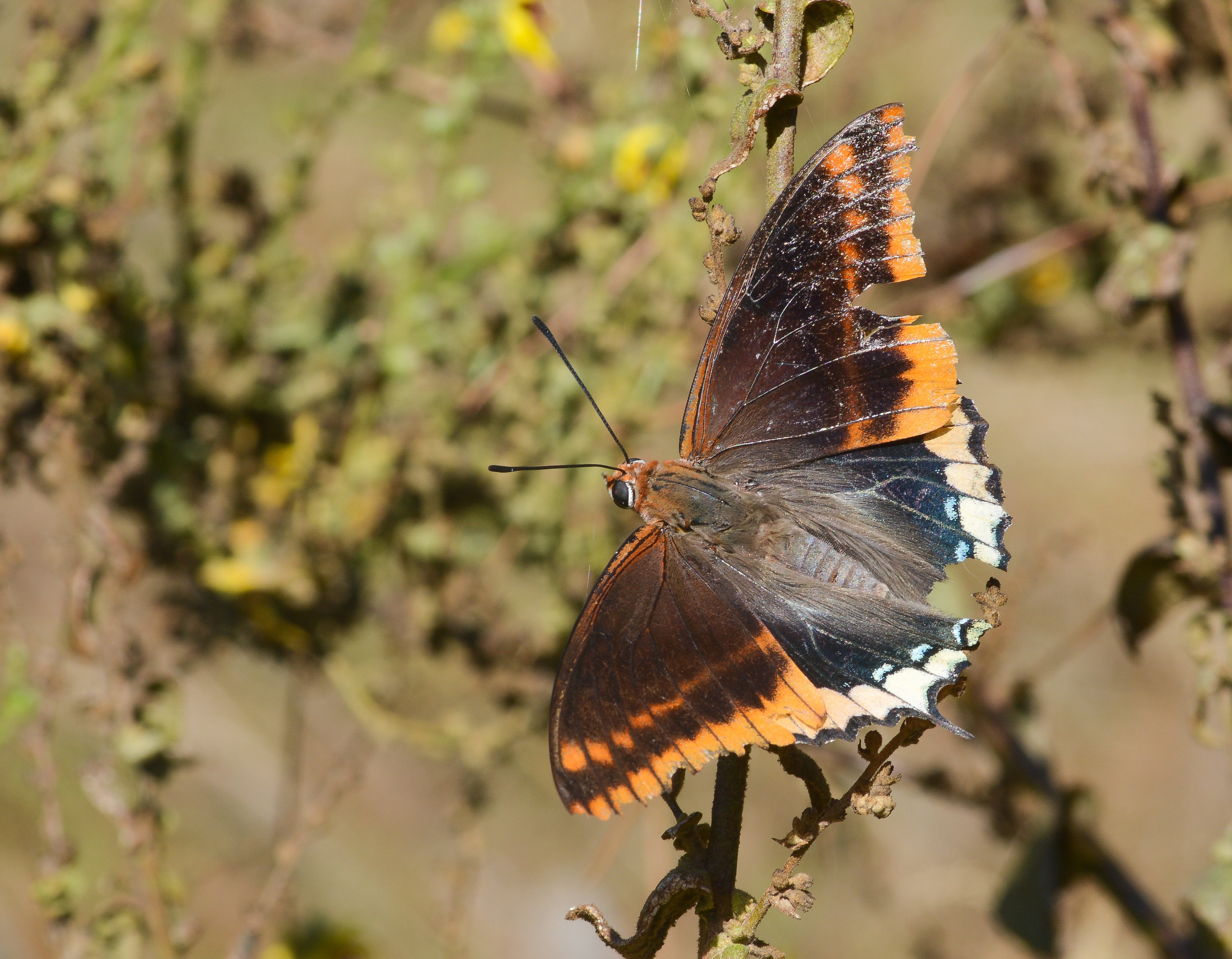 Charaxes jasius (Çift Kuyruklu Paşa) butterfly photo