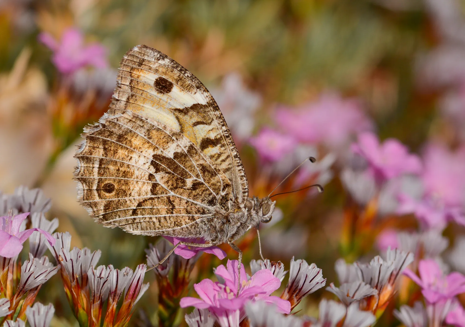 Chazara anthe (Stepcadısı) butterfly photo