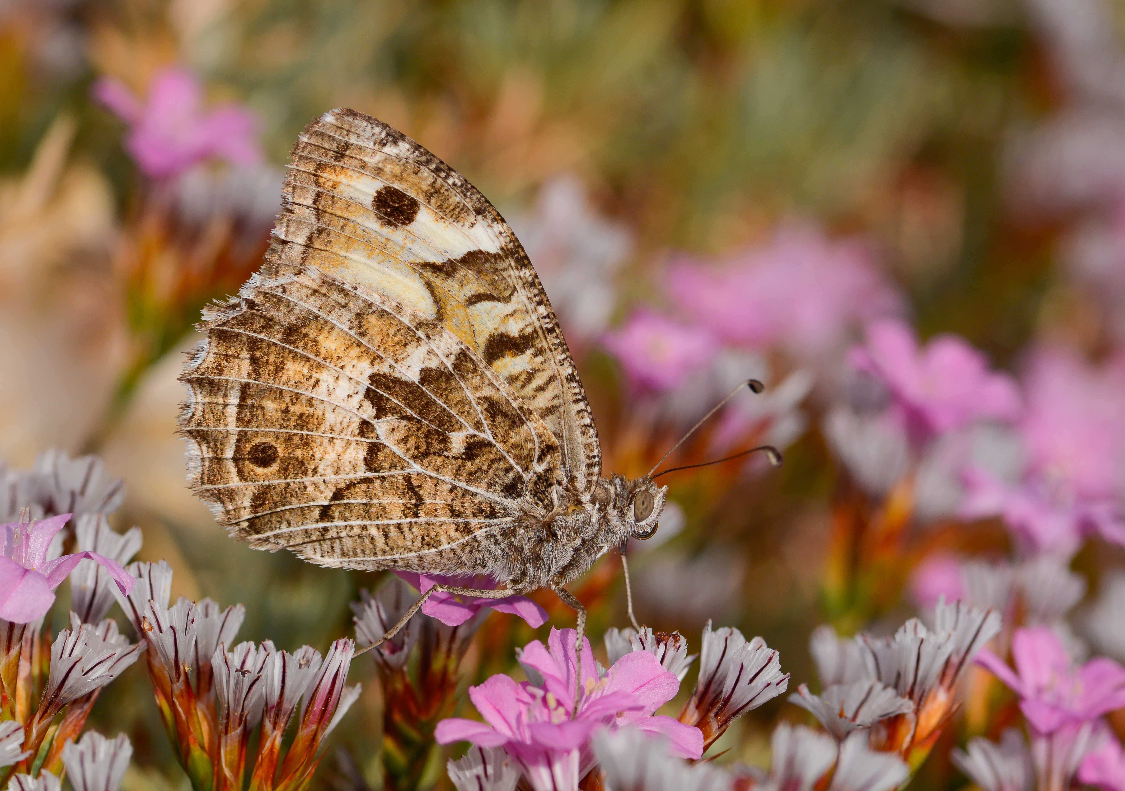 Chazara anthe (Stepcadısı) butterfly photo