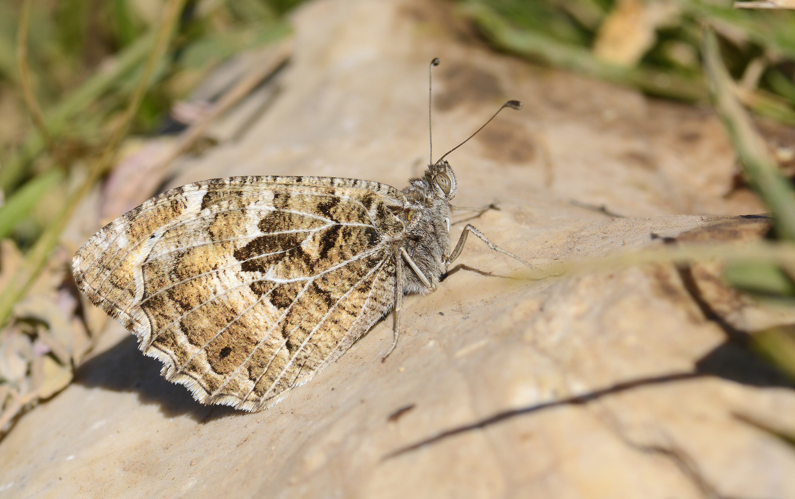 Chazara anthe (Stepcadısı) butterfly photo